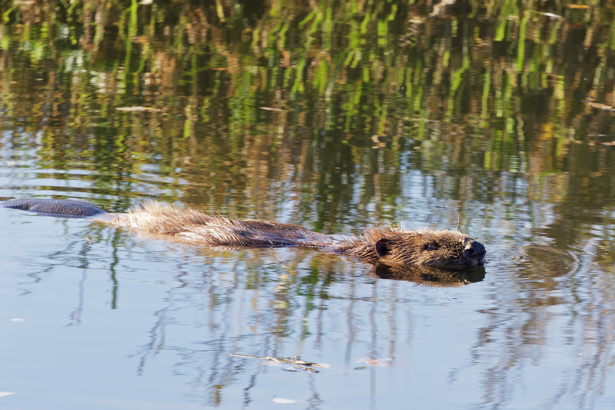 Naturschutzgebiet Gruna – Motiv