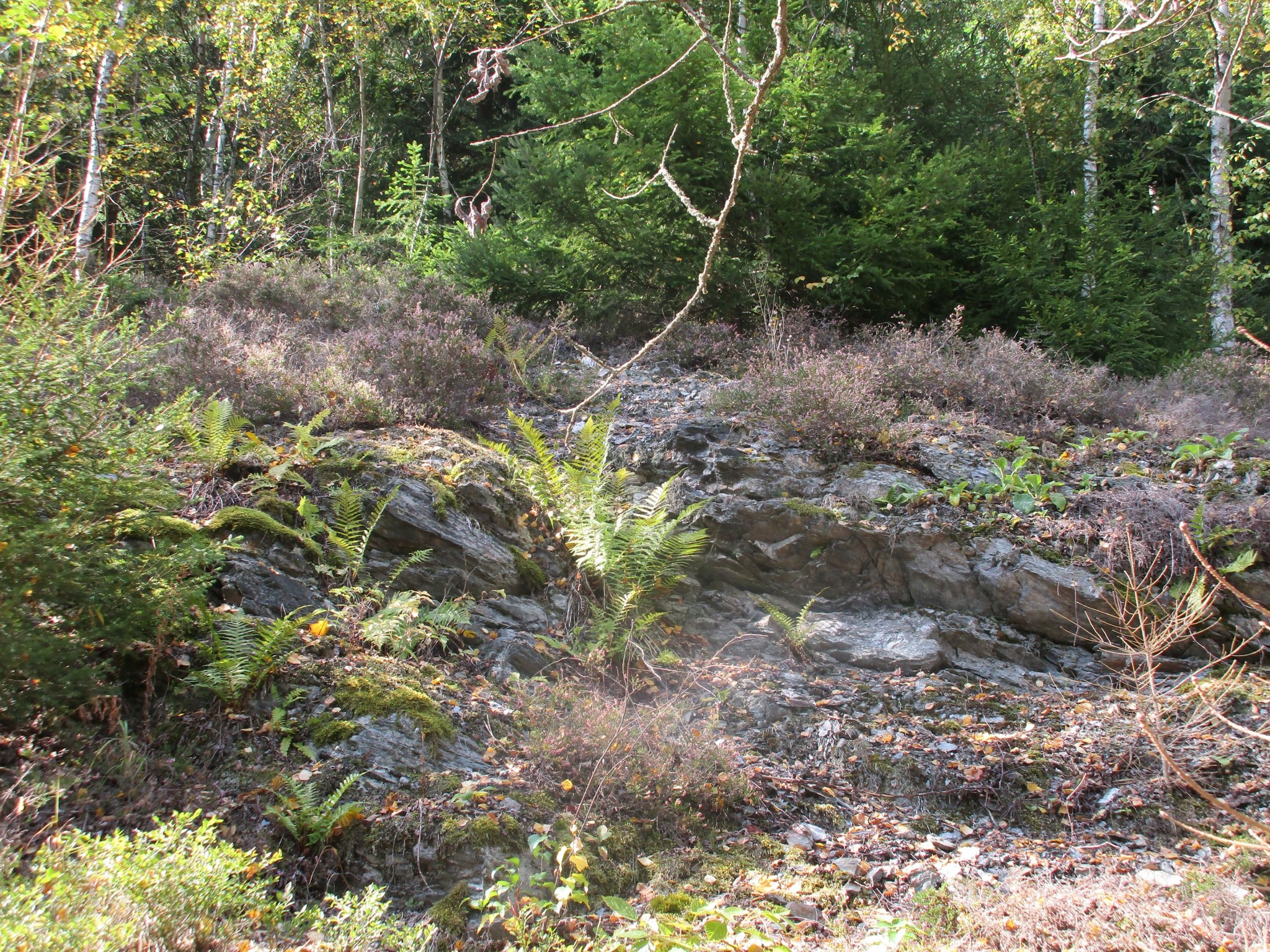 Phyllit-Aufschluss an Talsperre Falkenstein – Motiv