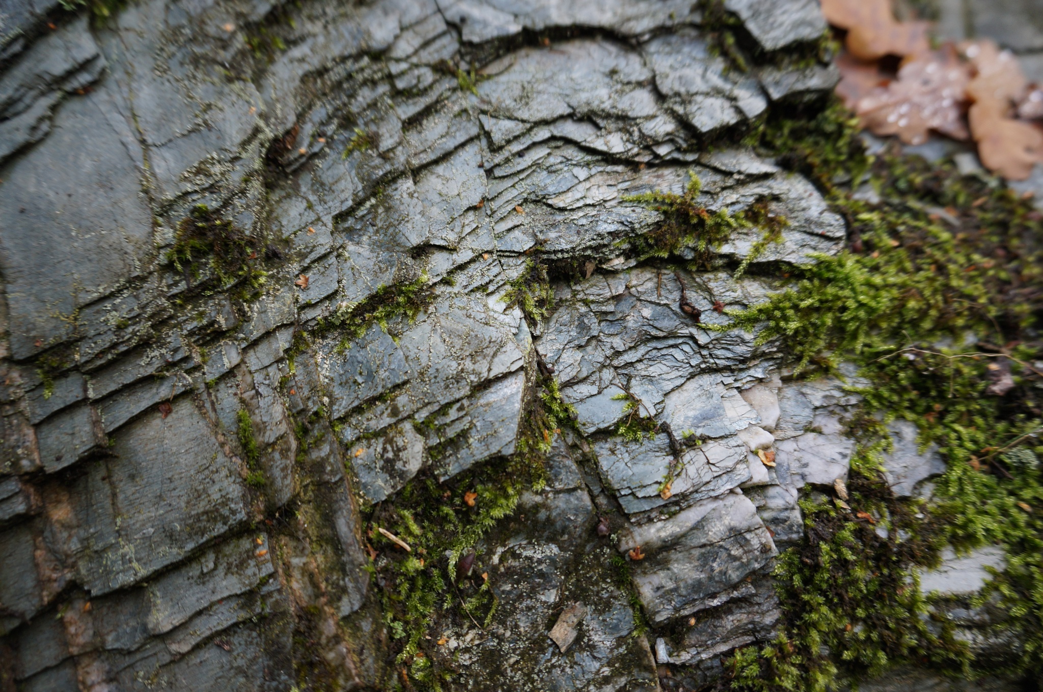 Der Phyllitfelsen – Zeitzeuge vom Rand des Urkontinentes Gondwana – Motiv