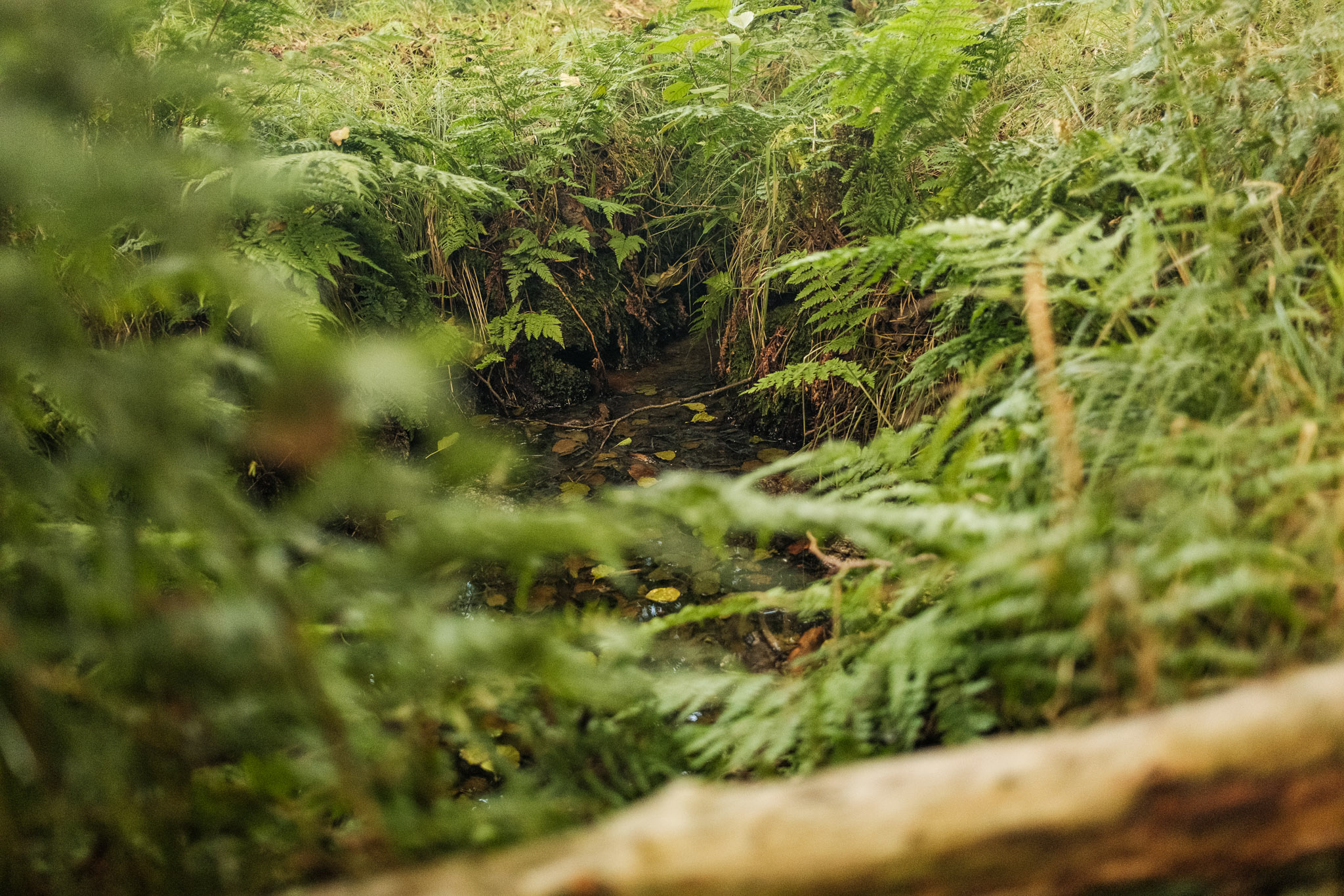 Die Röderradroute – Naturidylle entlang der Röder – Motiv