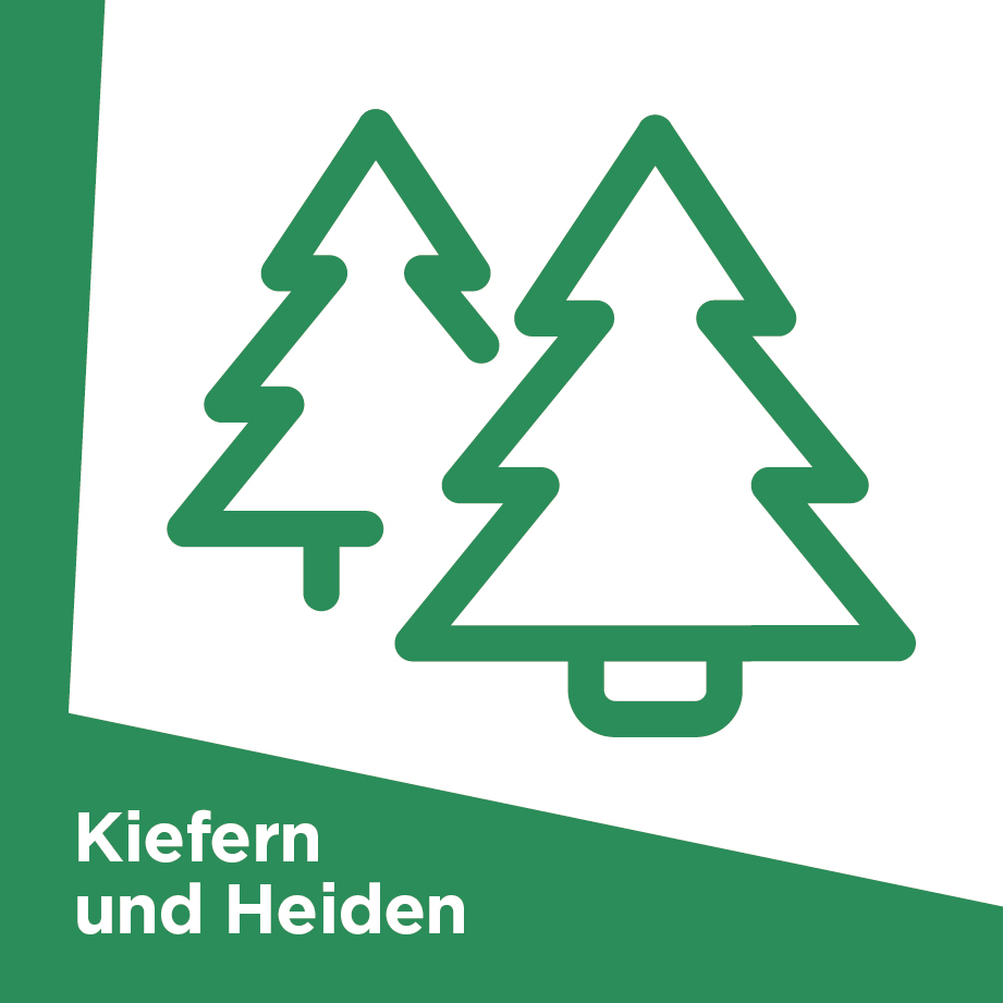 Kiefern und Heiden