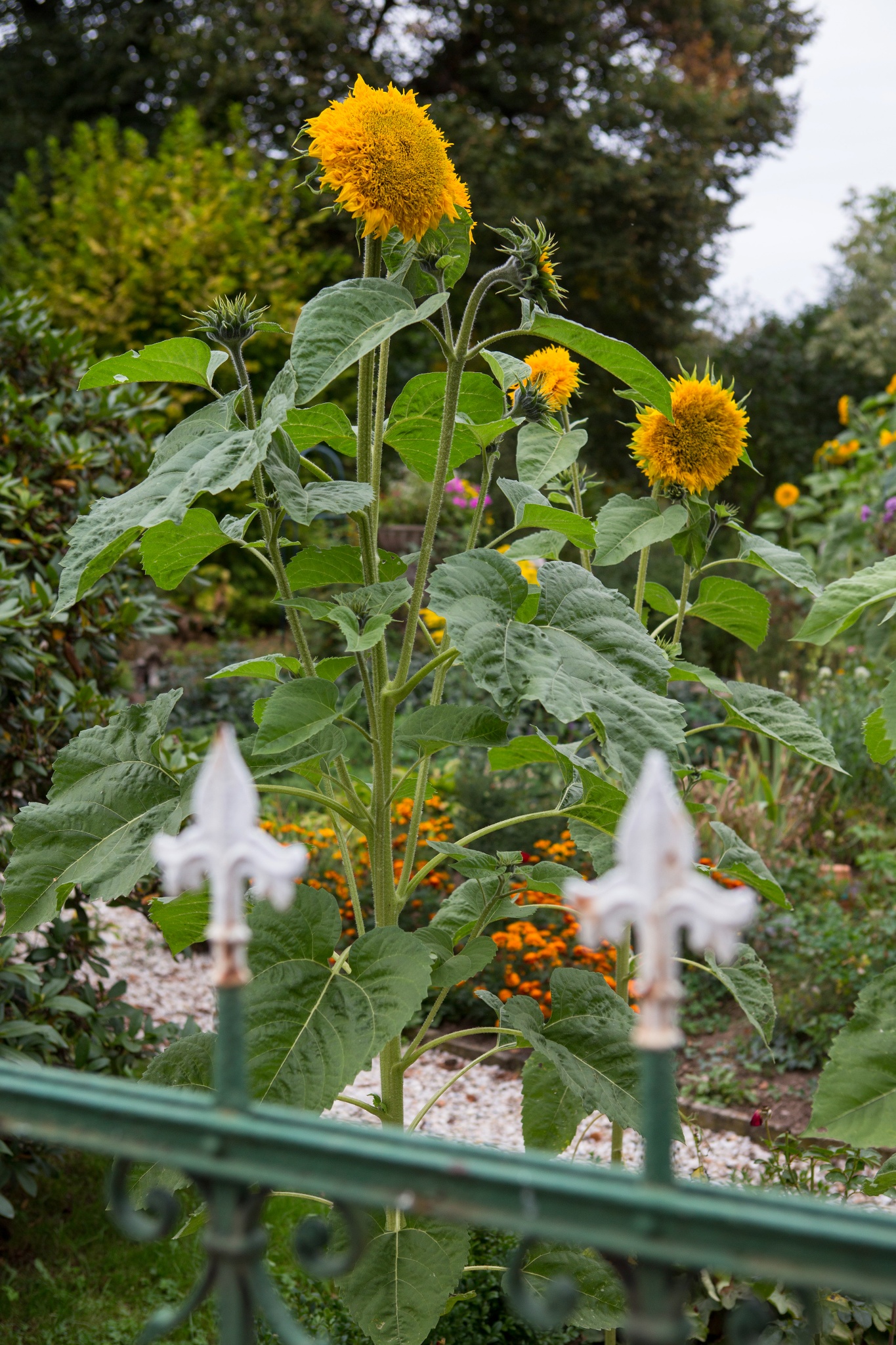 Bauerngartenroute 2 – Motiv