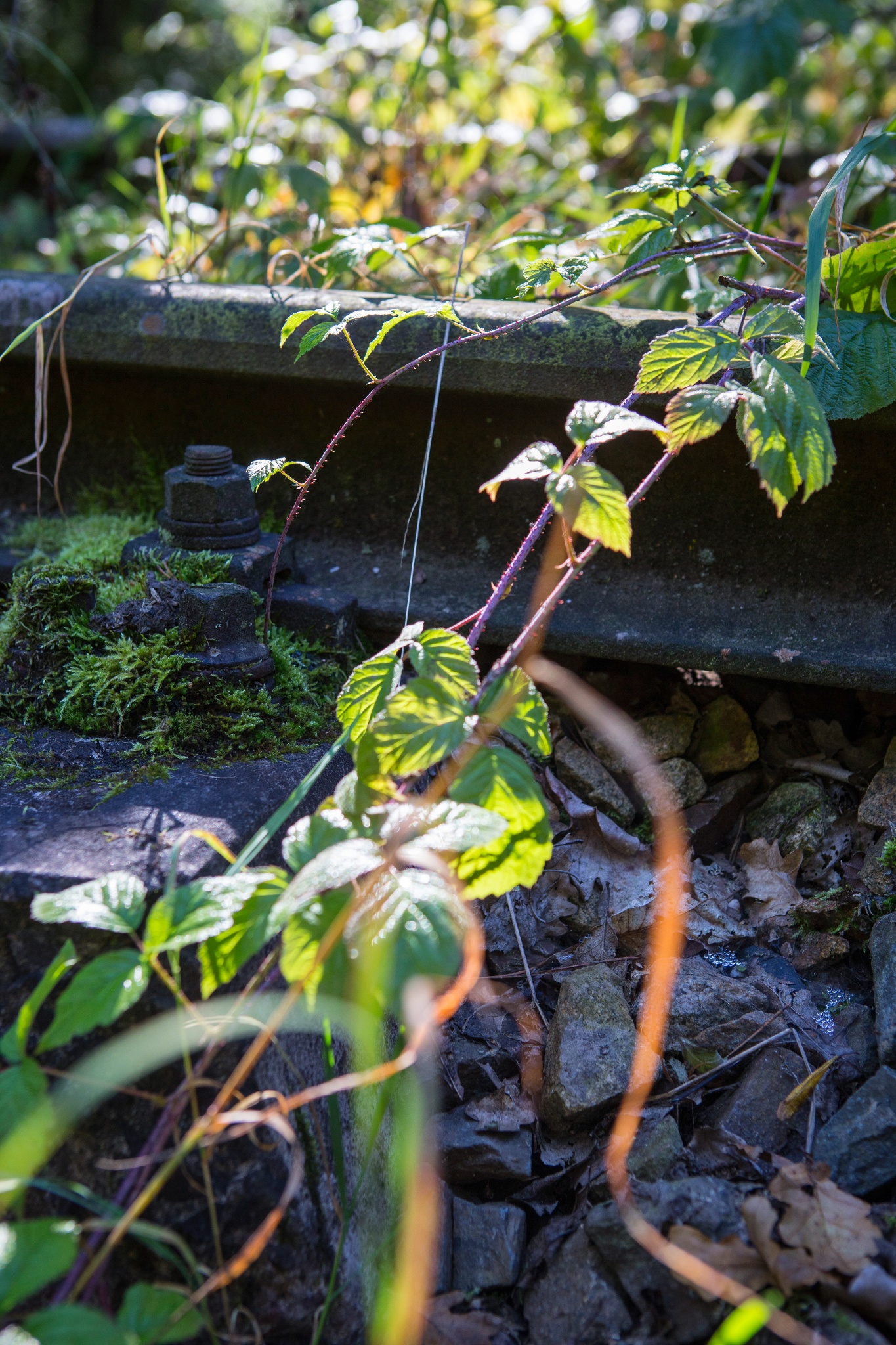 Entlang der alten Bahn – Von Wünschendorf nach Werdau – Motiv