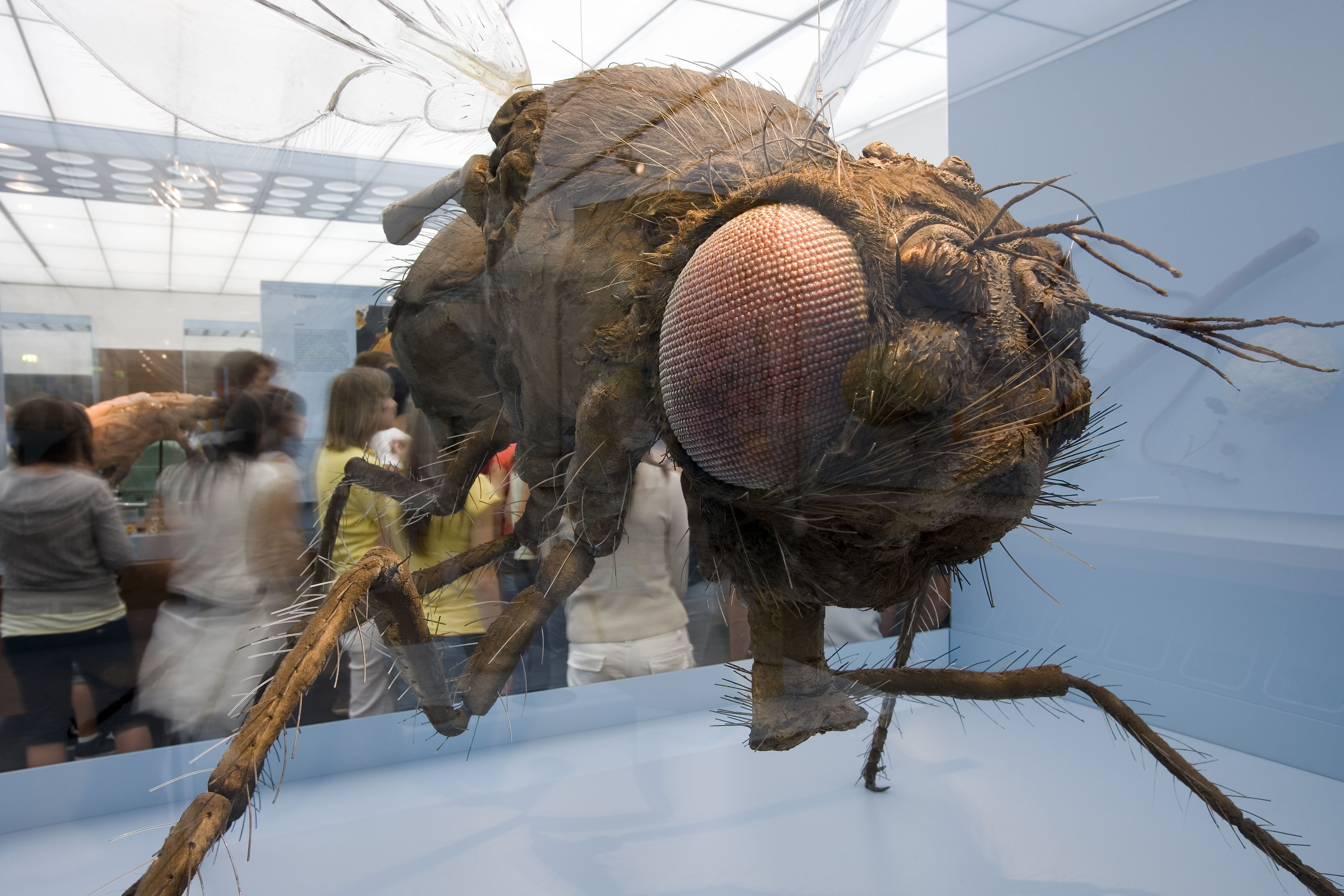 DEUTSCHES HYGIENE-MUSEUM Dresden – Motiv