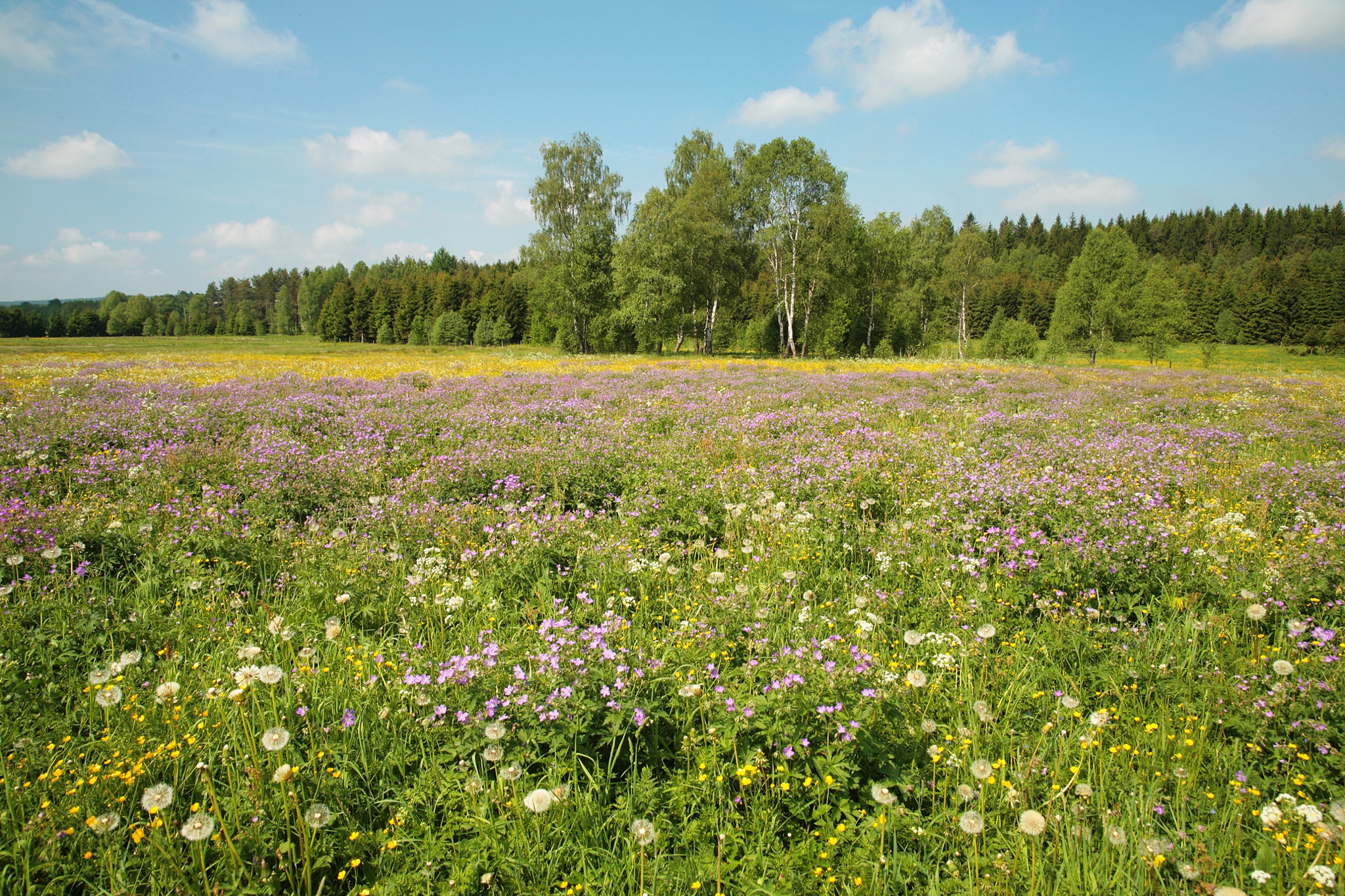 Naturschutzgebiet Muldenwiesen mit Naturlehrpfad – Motiv