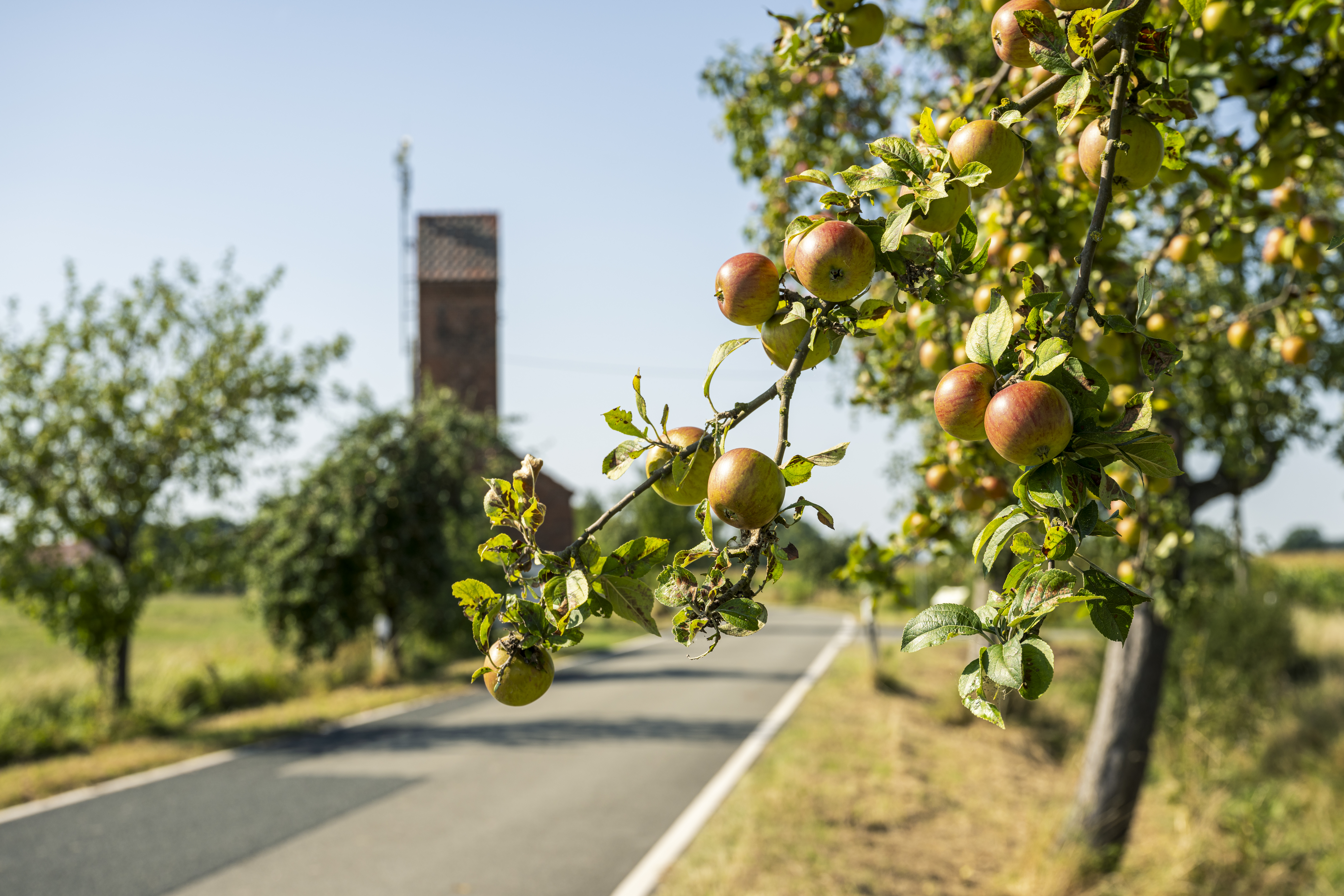 Obstbaumallee mit Kopfsteinpflaster