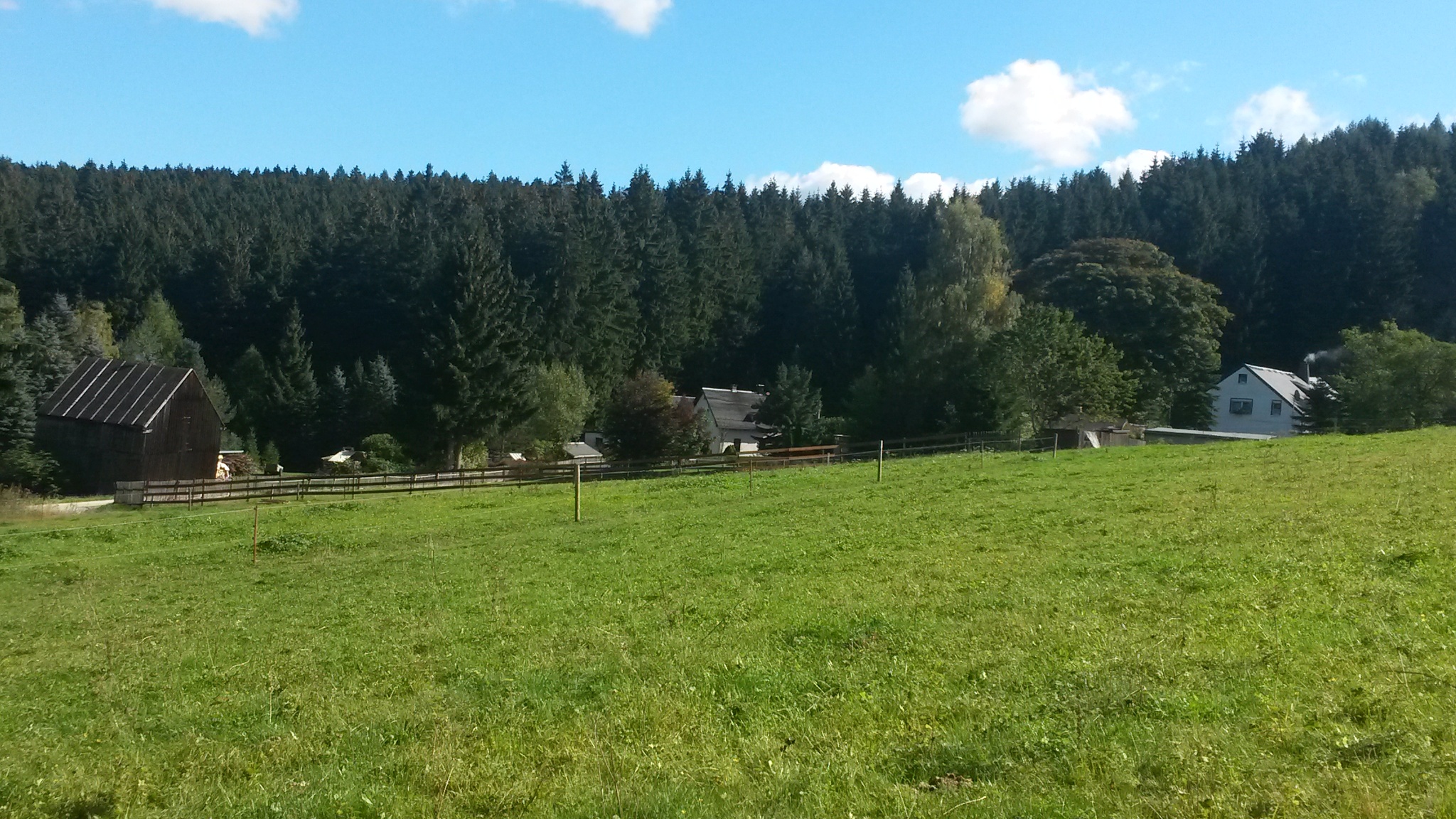 Hahnenhäuser Schnarrtanne – Motiv