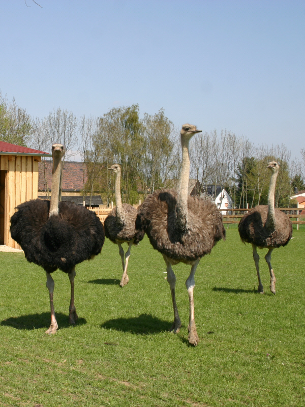Straußenfarm Burkhardt – Motiv