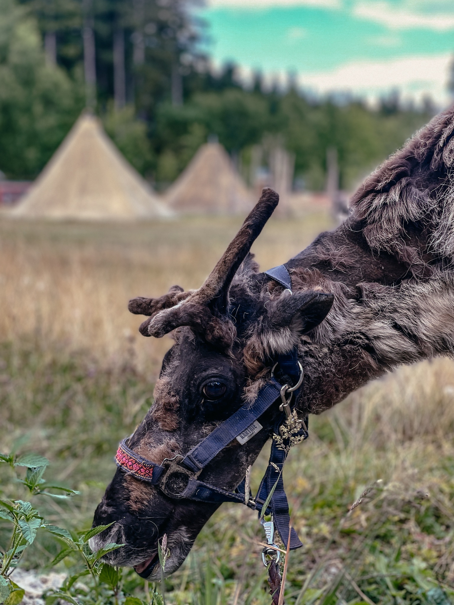 Wildguide: Husky- und Rentiererlebnisse in Silberborn