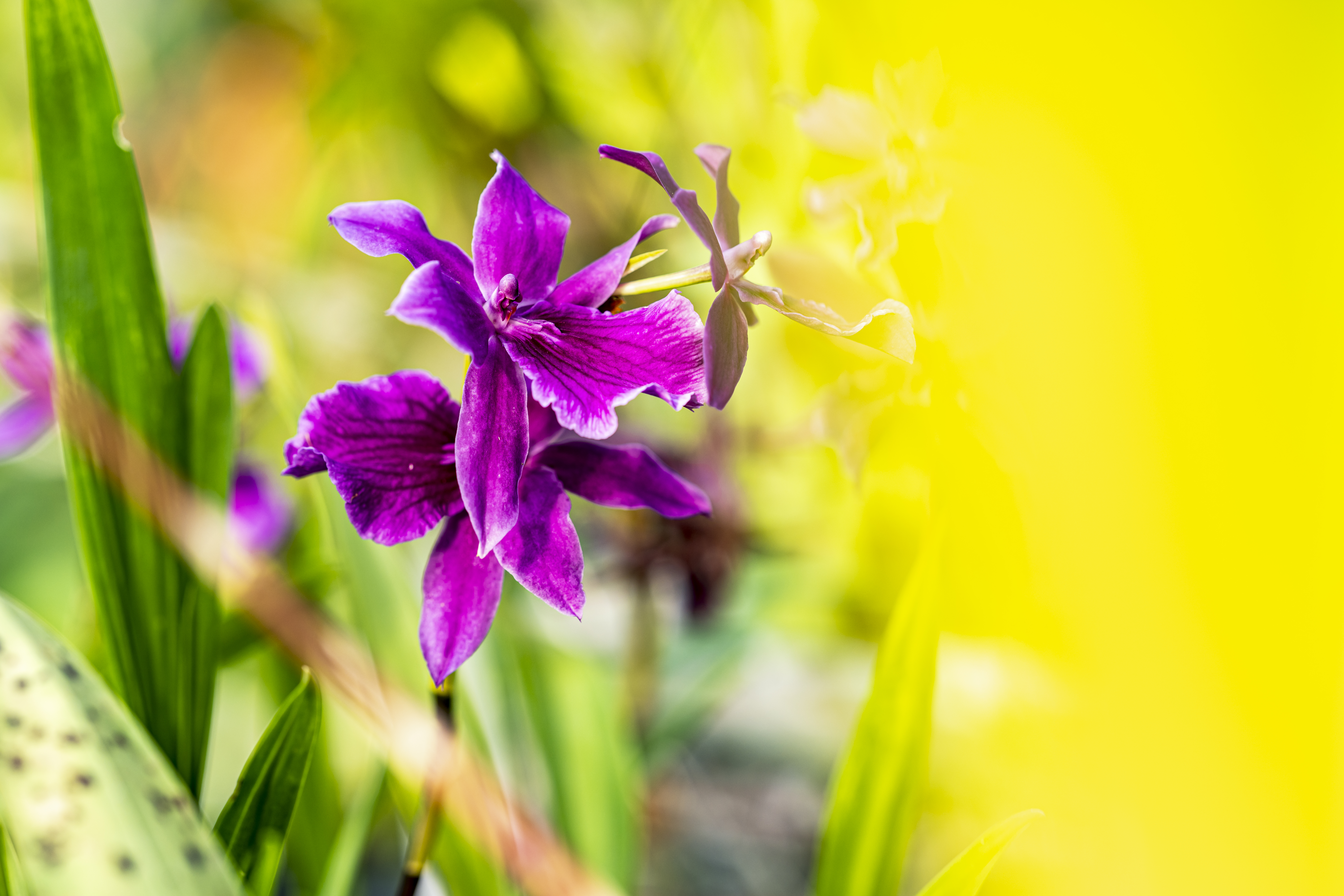 Orchideengarten