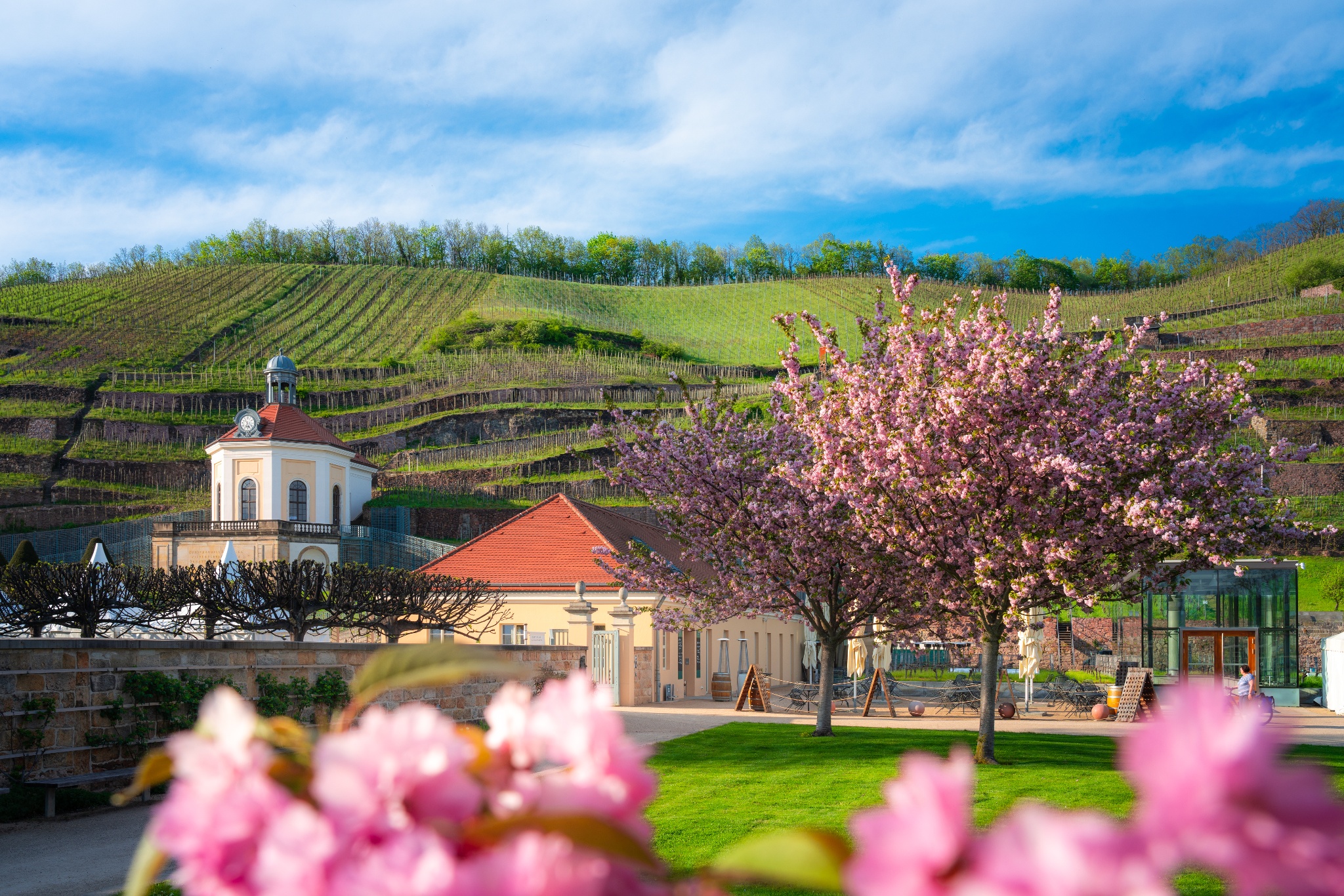 Weinwanderung Radebeul – Route Wackerbarth – Motiv