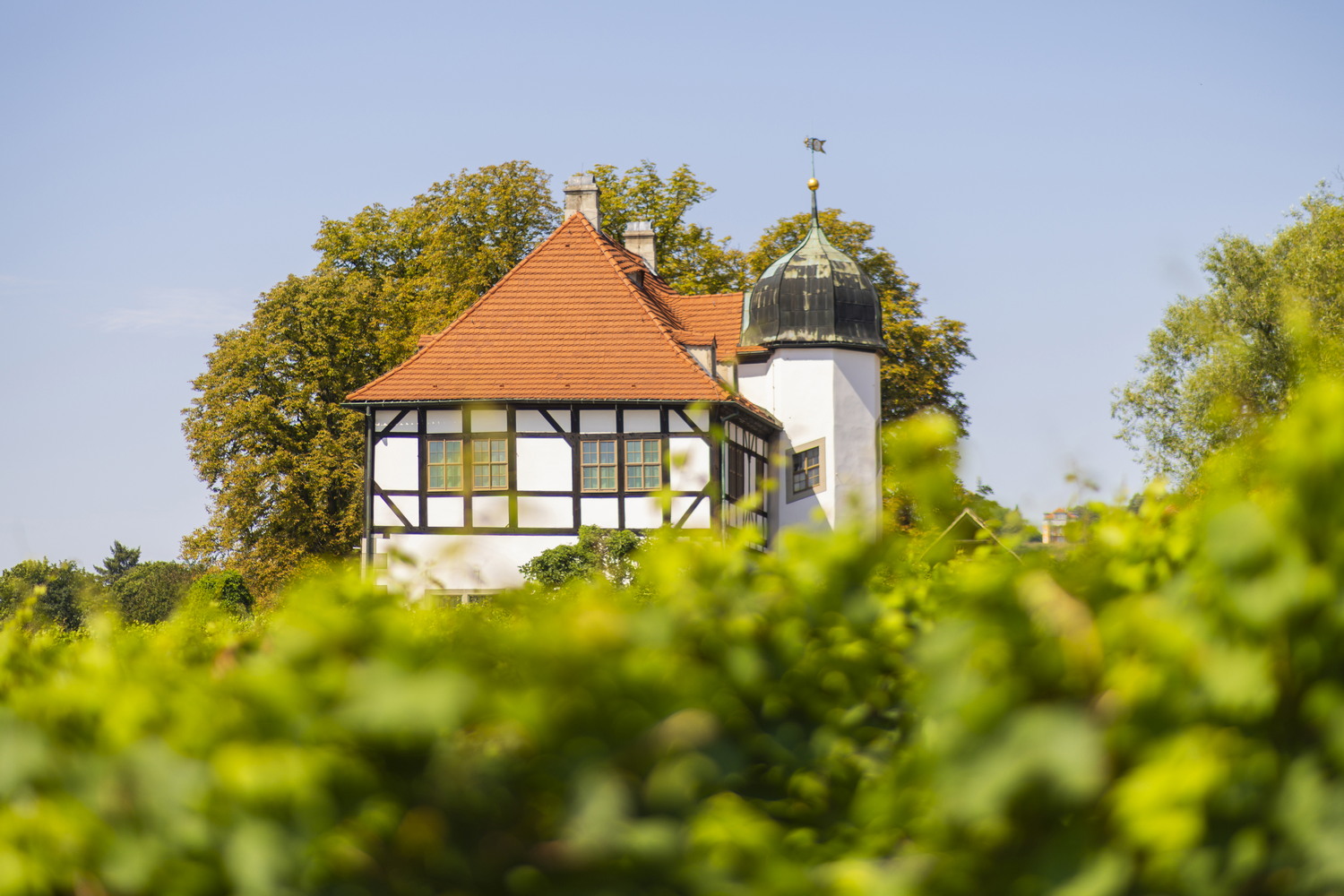 Weinwanderung Radebeul – Route Oberlößnitz (Teilabschnitt der RebkulTour) – Motiv