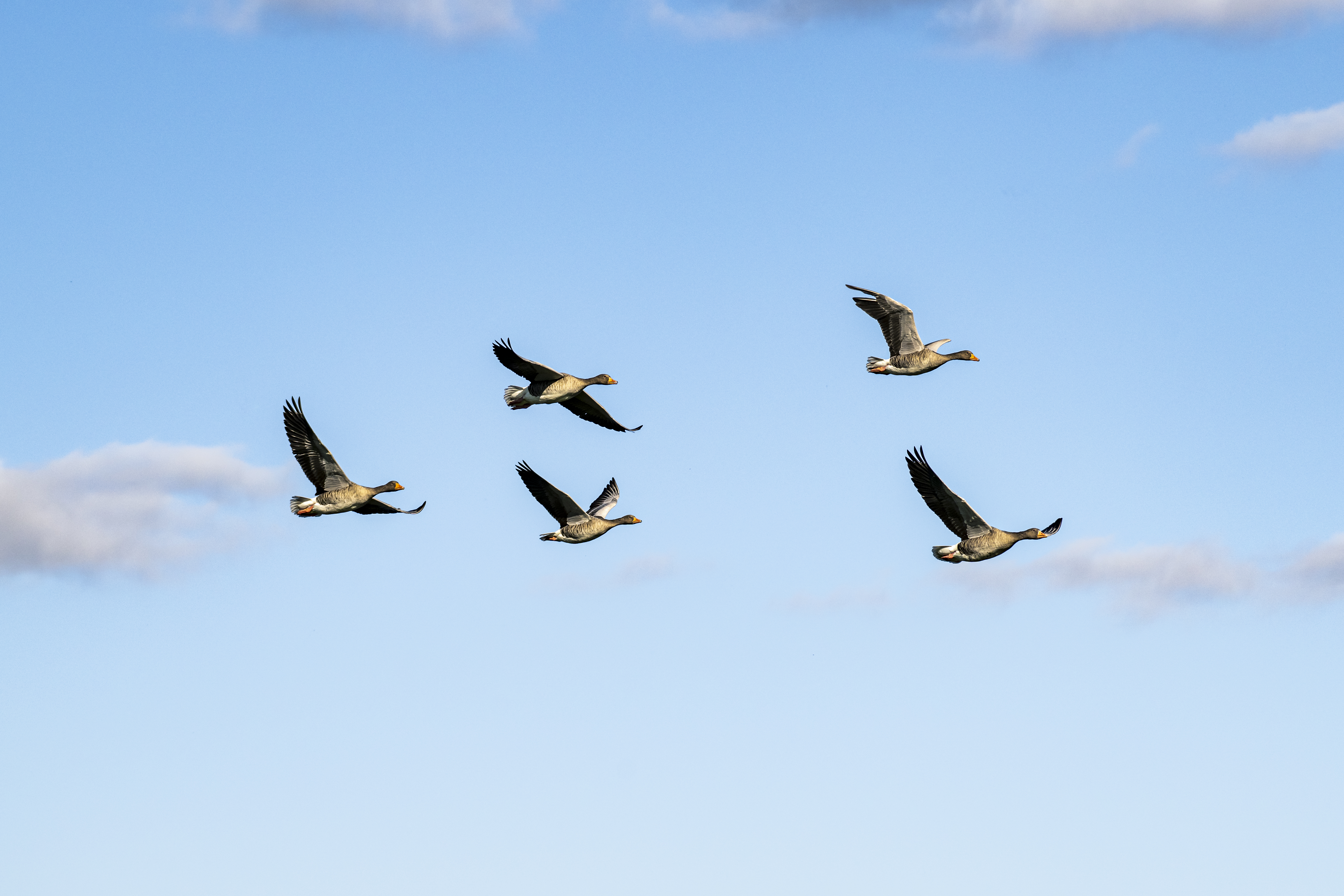 Vogelzug an der Elbe