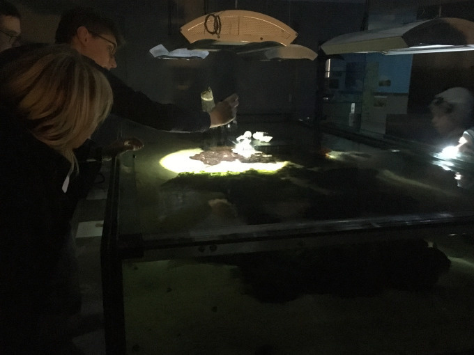 Taschenlampenführung WNK