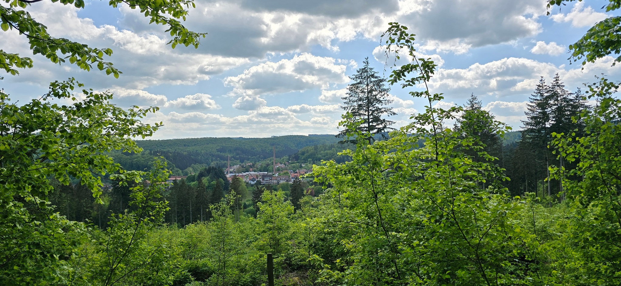 Gläserner Wald (Gr 3)