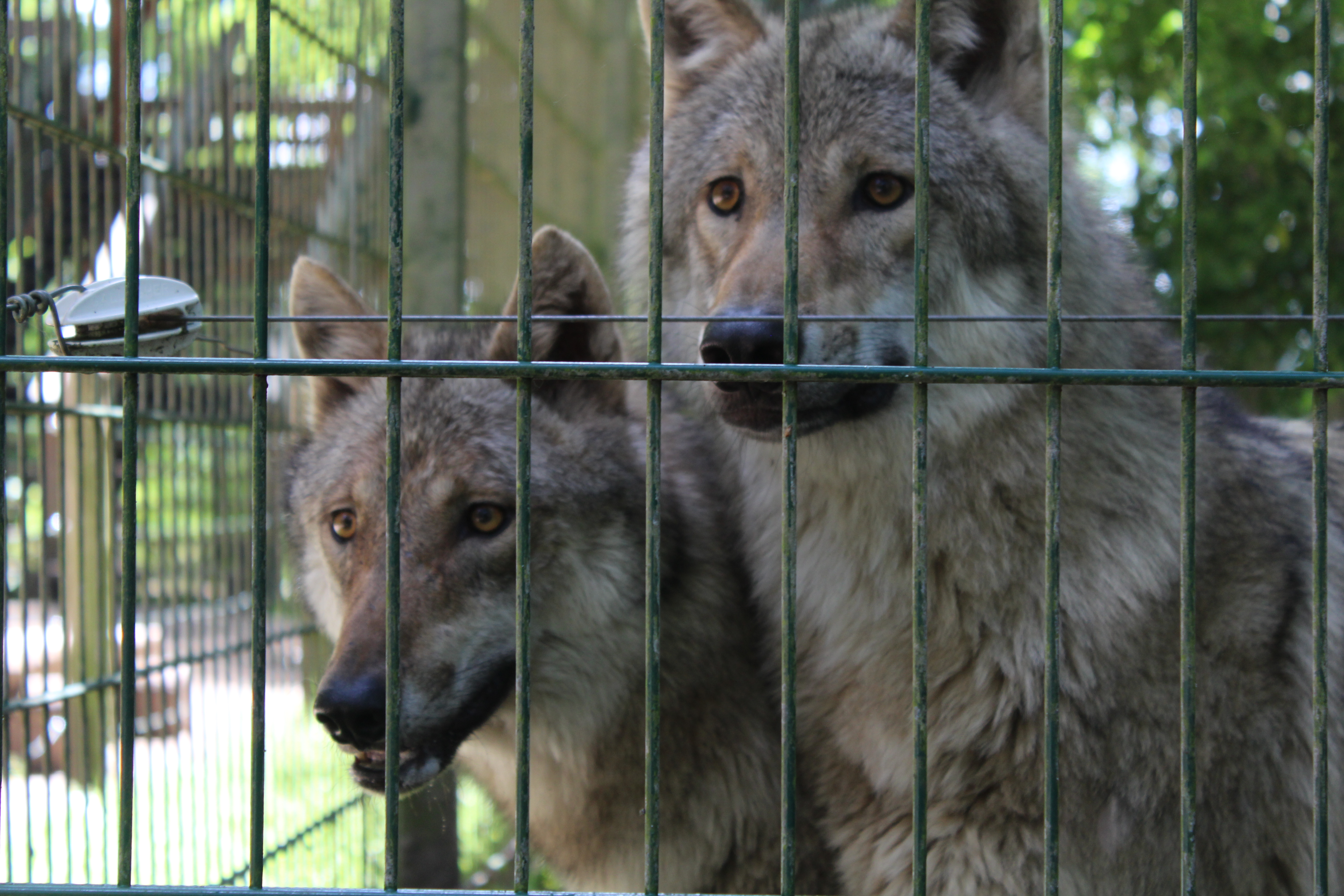 Wolfstour (Nord-Route)