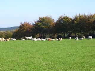 Ferienwohnungen Huppertz, Hellenthal