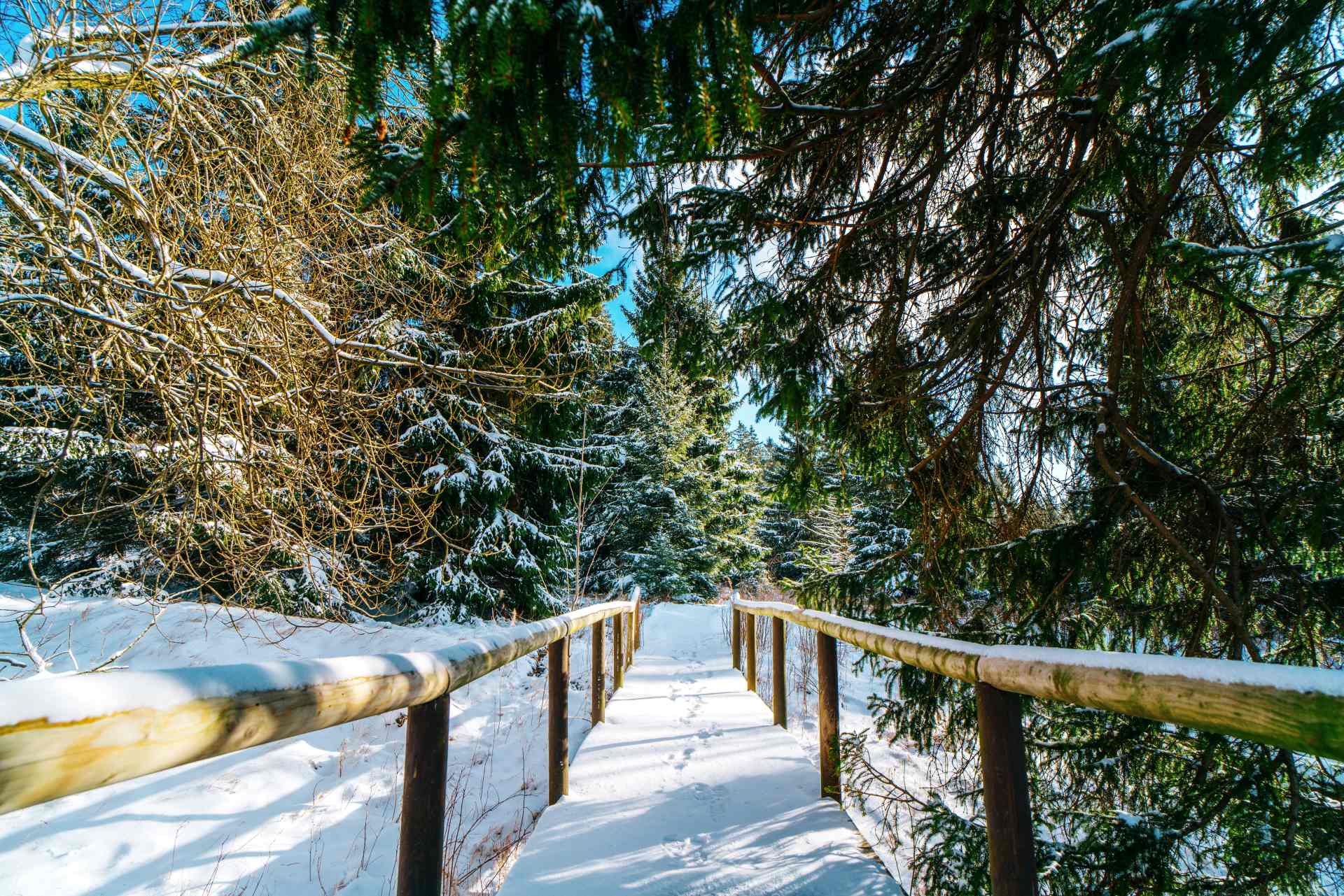 Braunlage Winter Natur