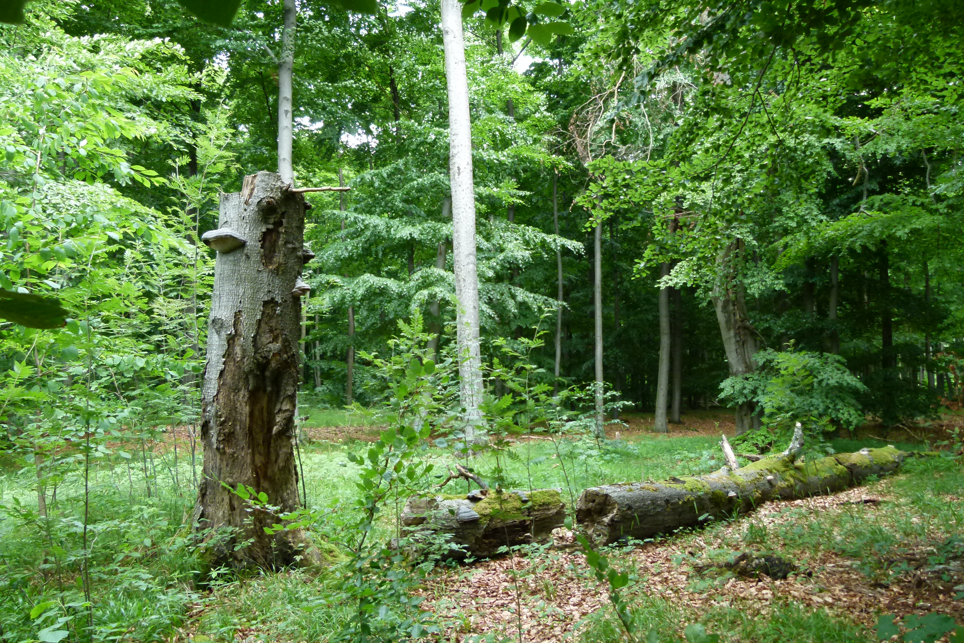 HO12 - Süntelturm-Route