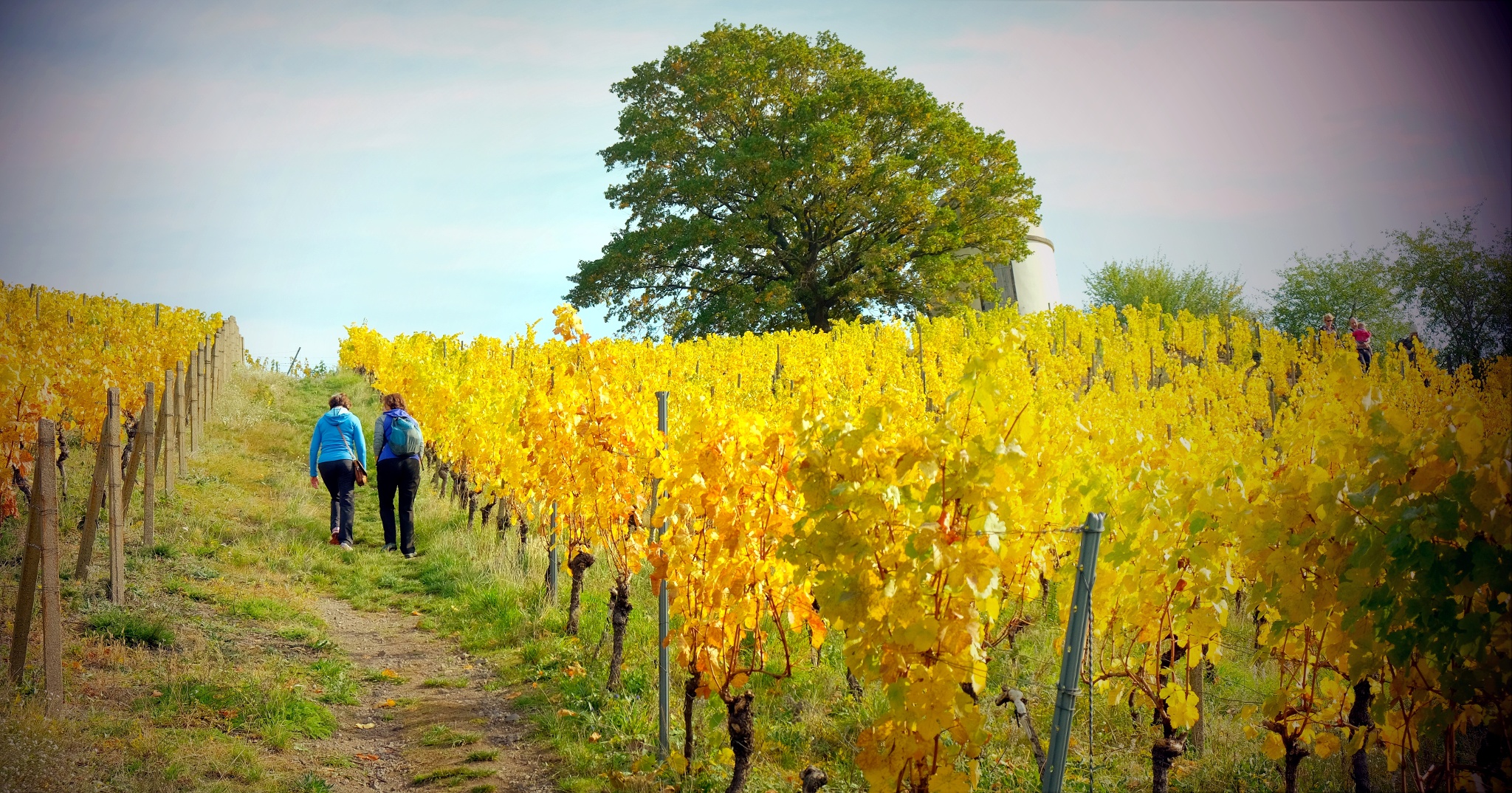Weinwanderung Radebeul – Route Niederlößnitz – Motiv