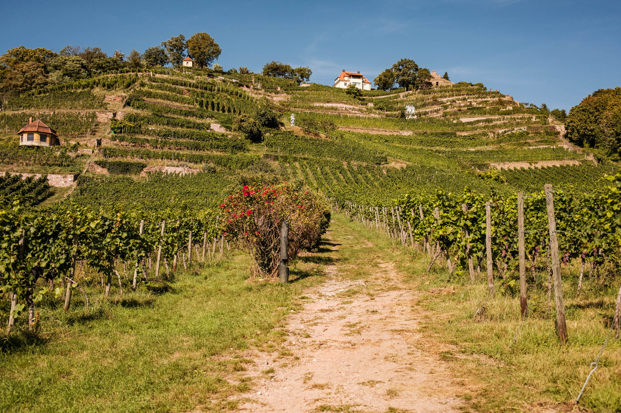 Weingut DREI HERREN – Motiv