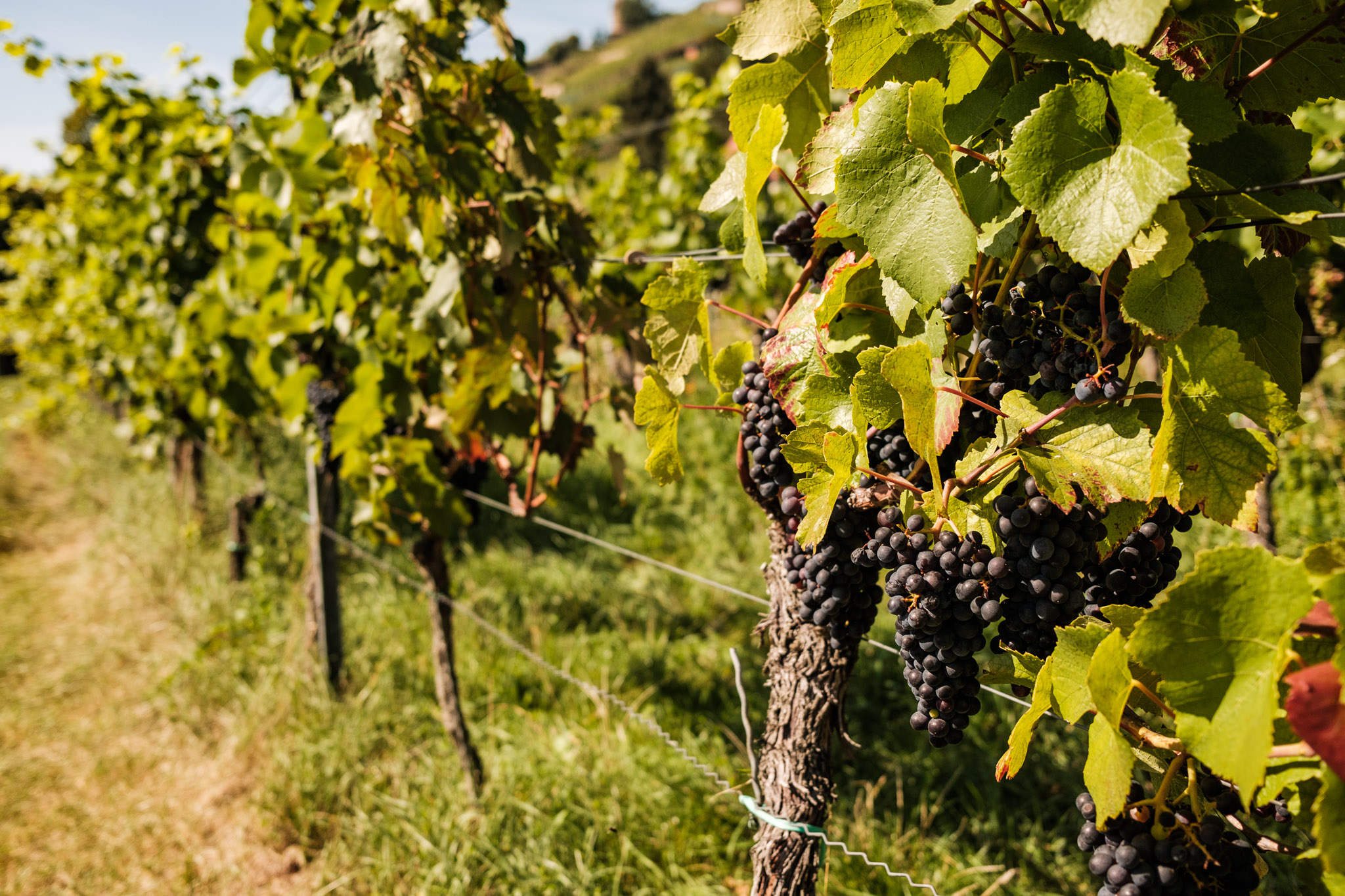 Weingut Vincenz Richter – Motiv