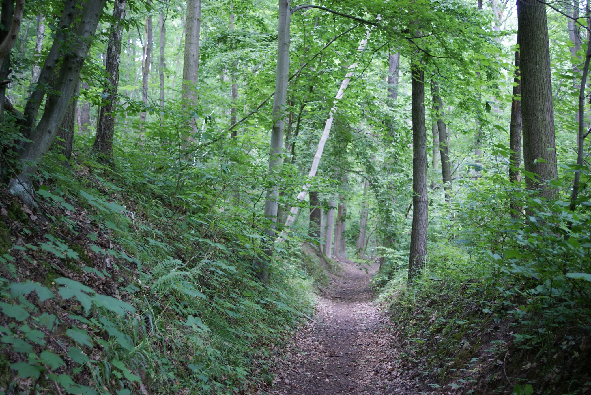 Wanderweg Pohlitz-Steinbrücken – Motiv