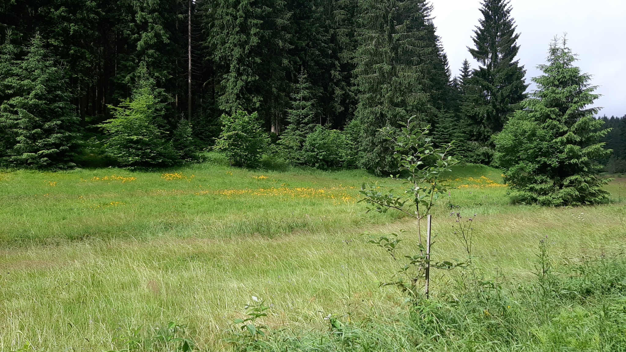 Großer Natur- Rundweg – Route 2 Beerheide – Motiv