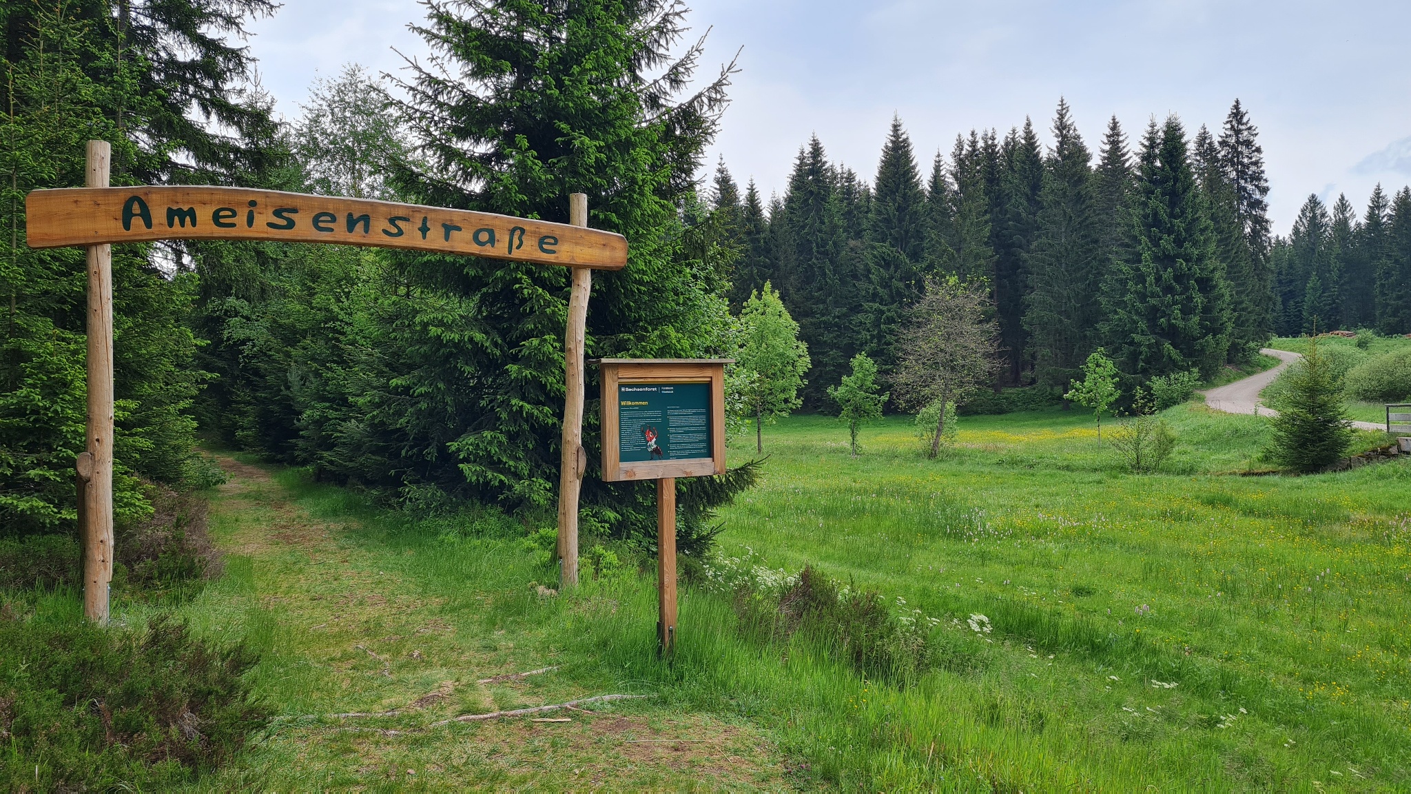 Ameisenpfad im Zinsbachtal – Motiv