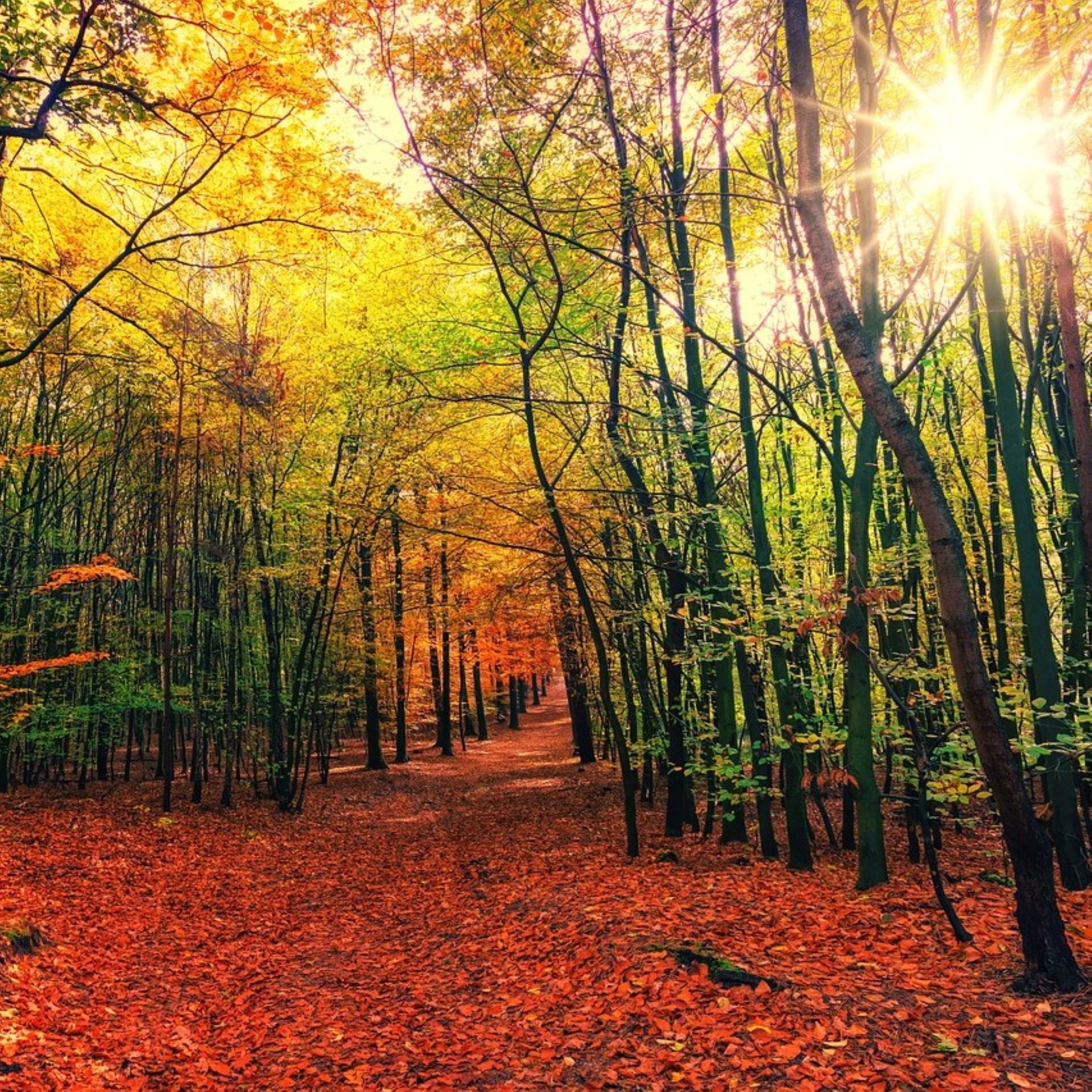 Jahreszeit-Waldbaden (Herbst)