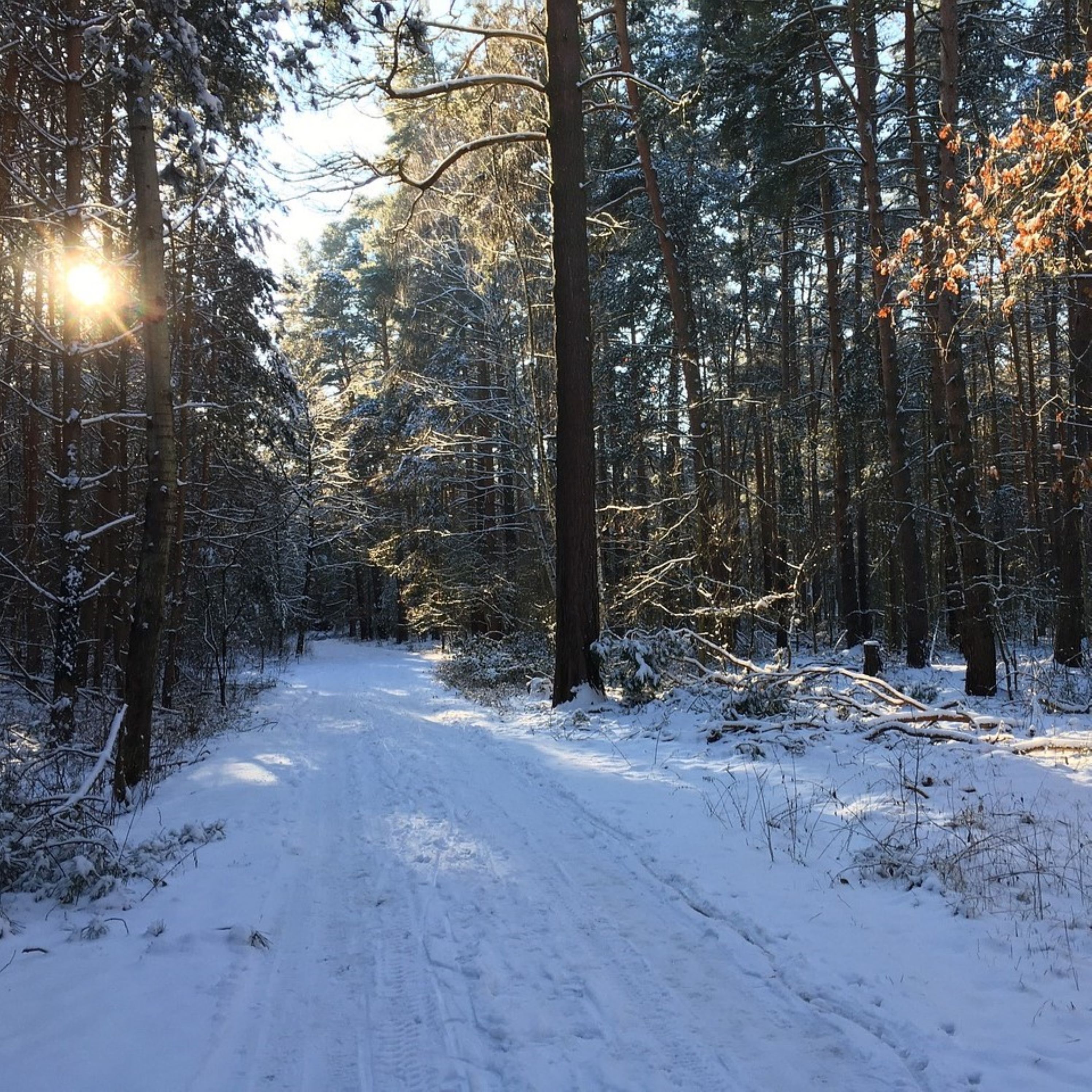 Jahreszeit-Waldbaden (Winter)