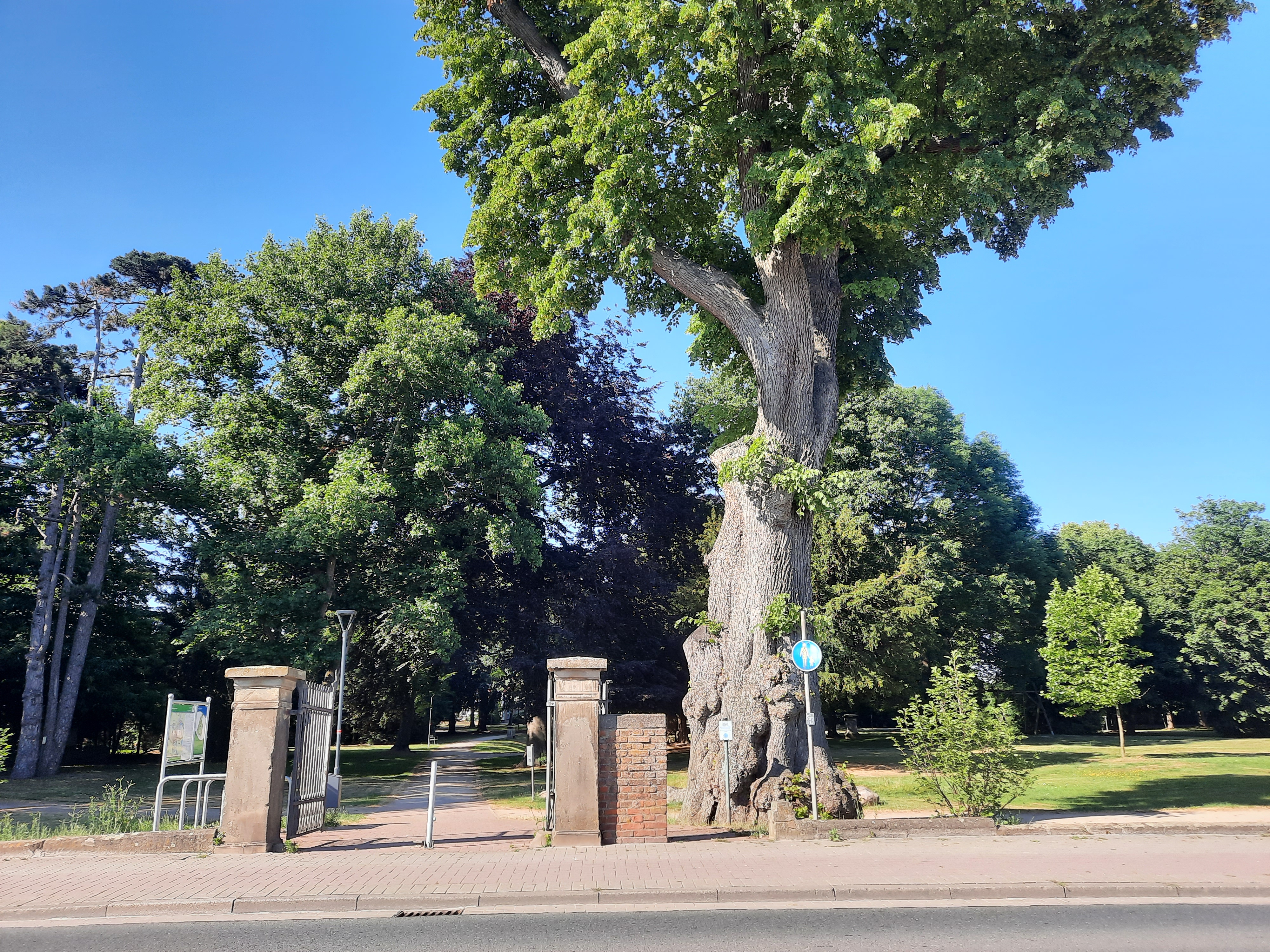 20220623_Bürgerpark2_Anna Haalboom.jpg