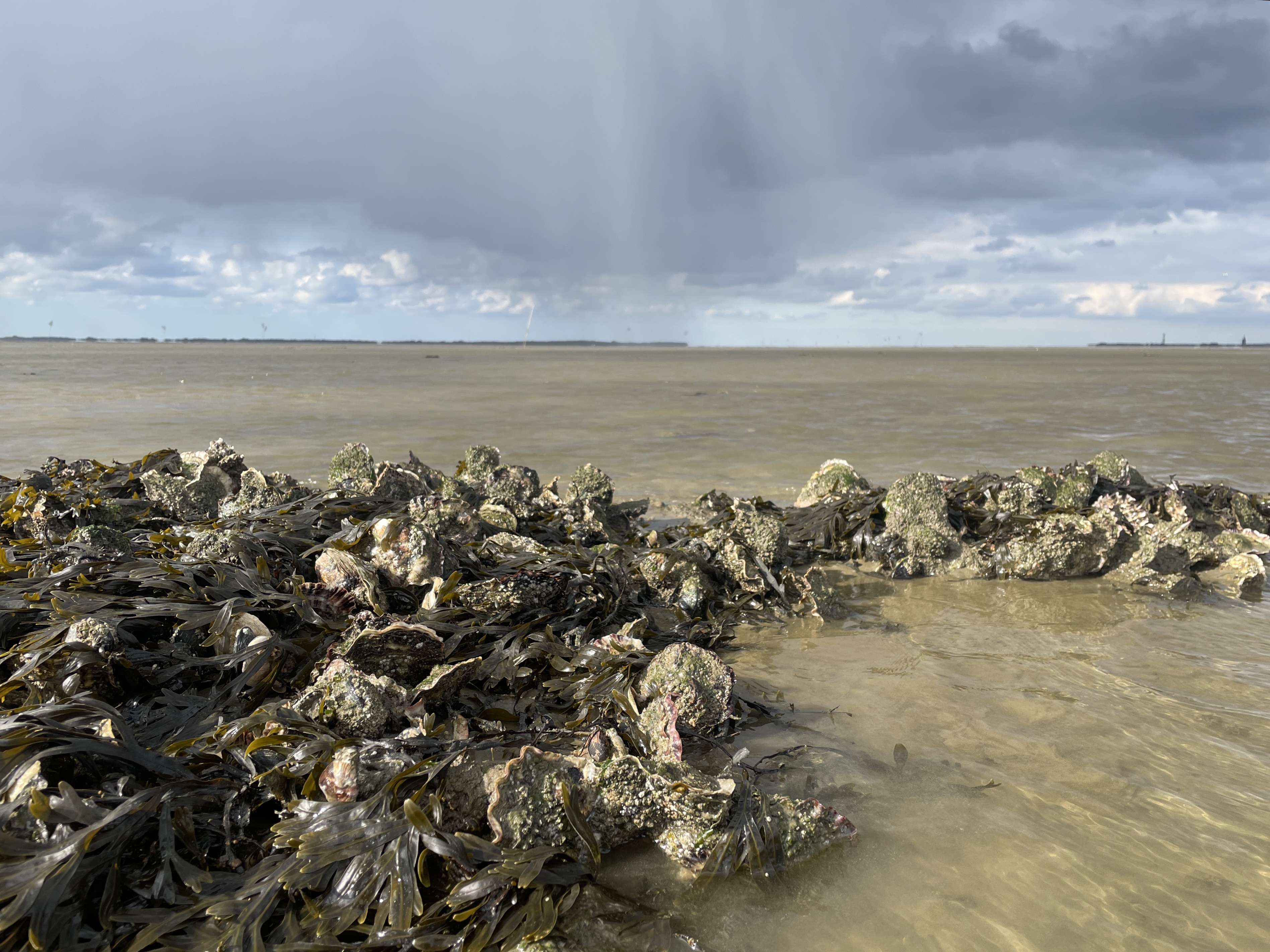 Nationalpark-Wattwanderung__Zur_Insel_Spiekeroog2.jpg
