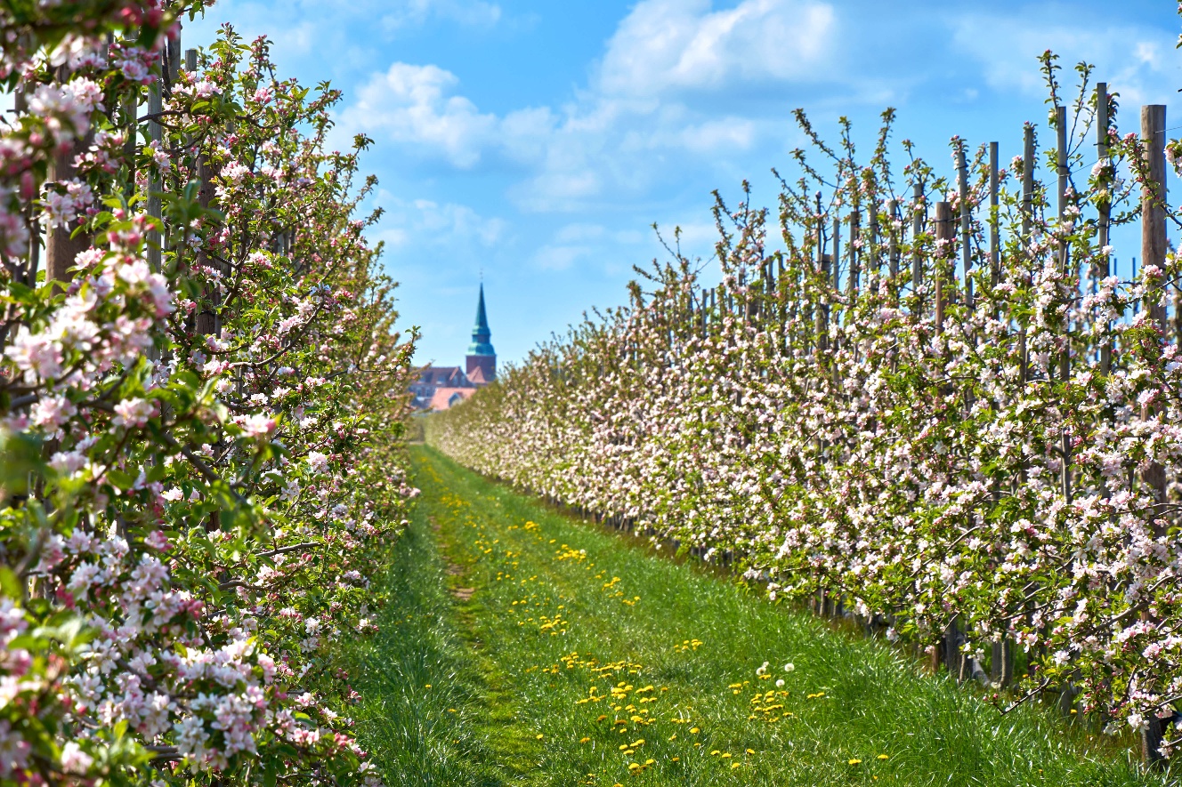Obstgarten Altes Land