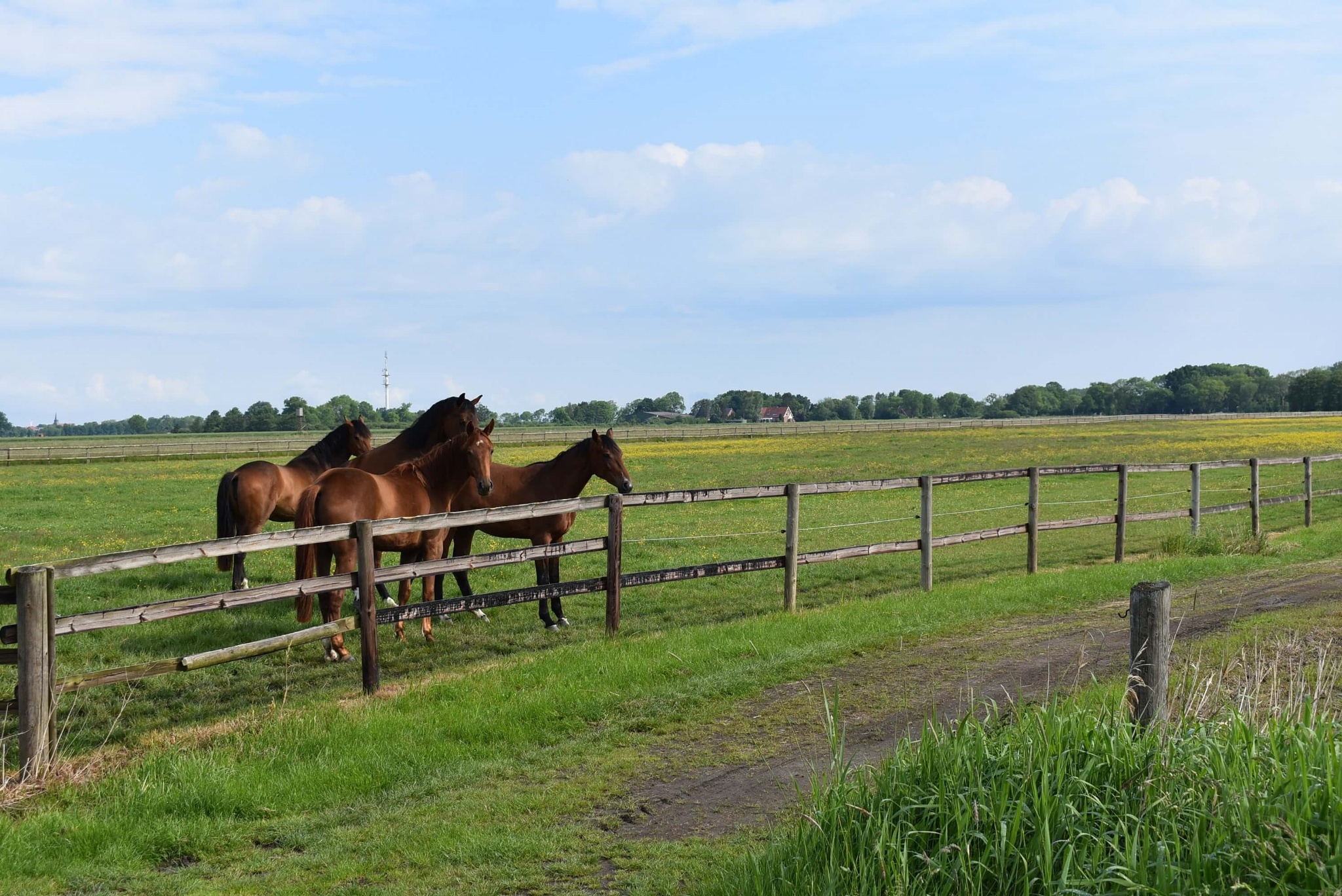Moorroute: Altes Land am Elbstrom Radtour