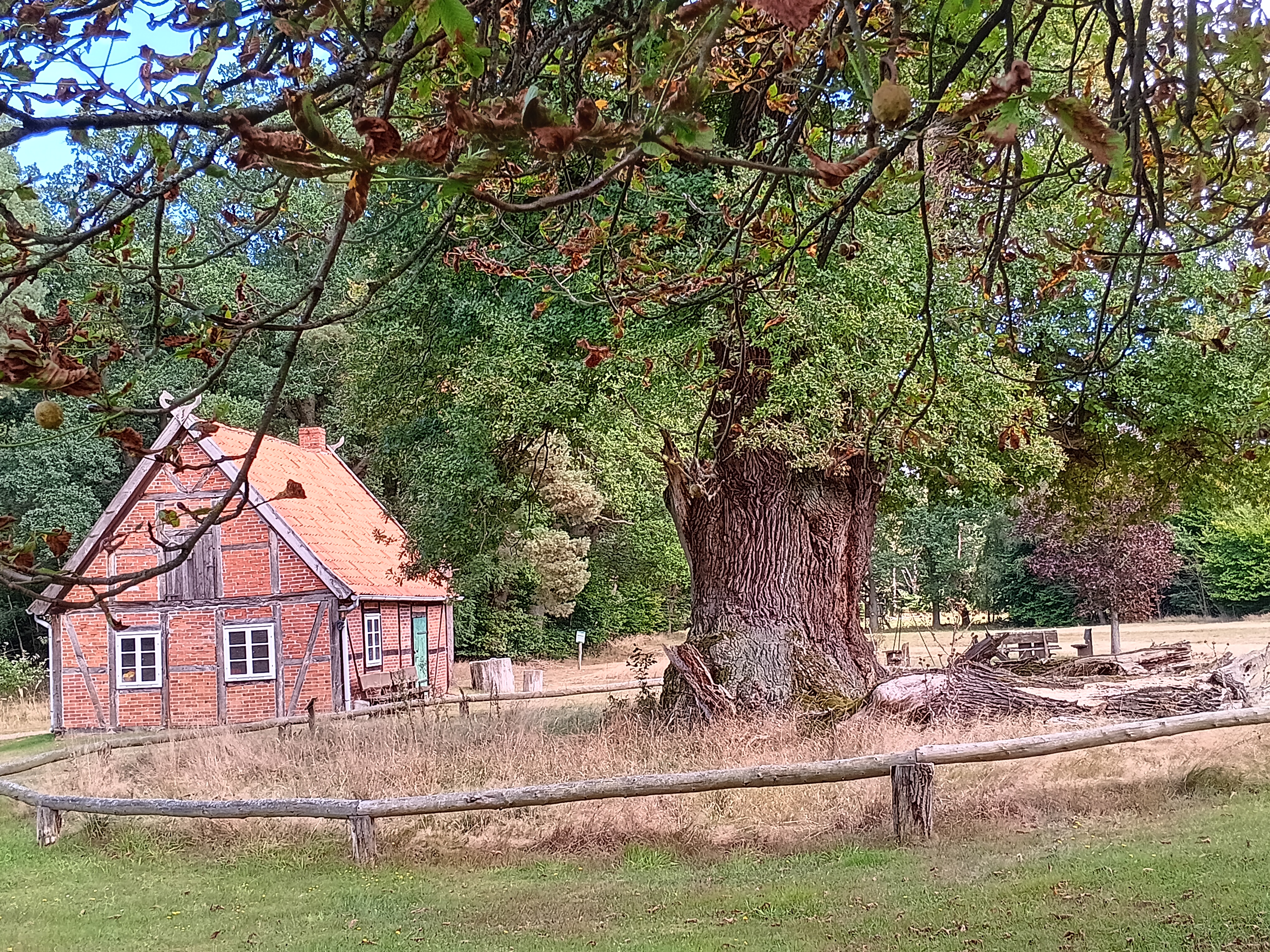 700jährige Eiche am Forsthaus Grüner Jäger