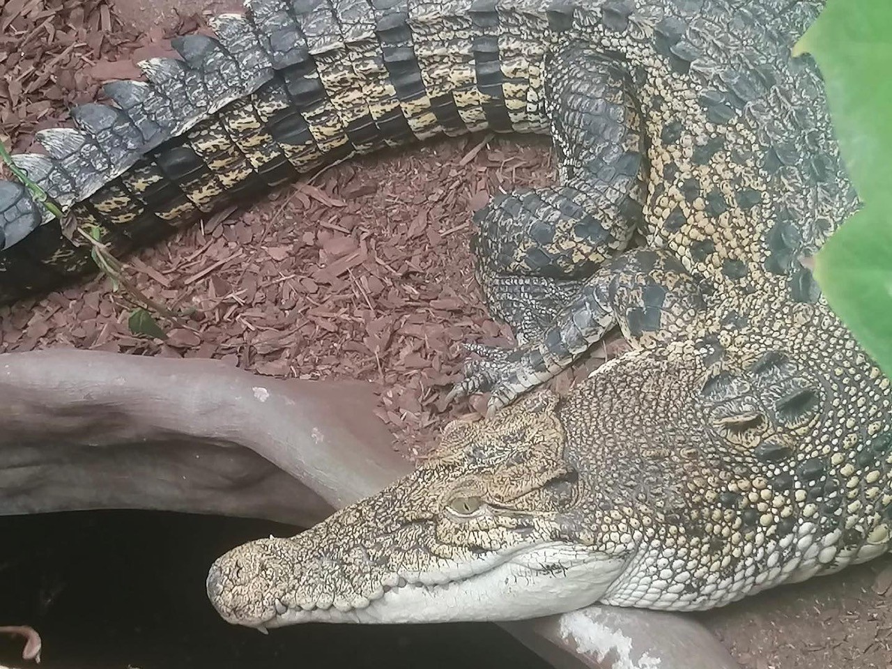 Seelter Reptilienhuus