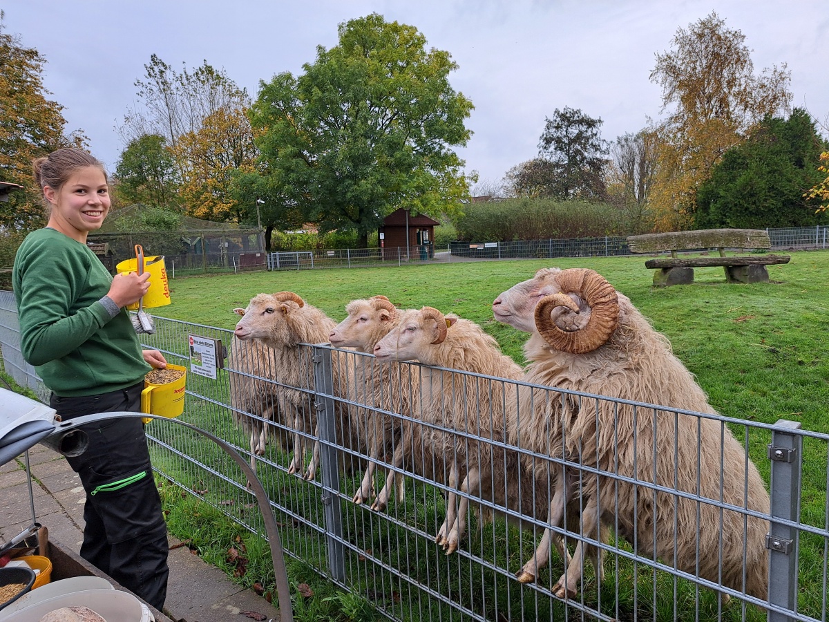 F&uuml;tterung der Tiere im Haustierpark
