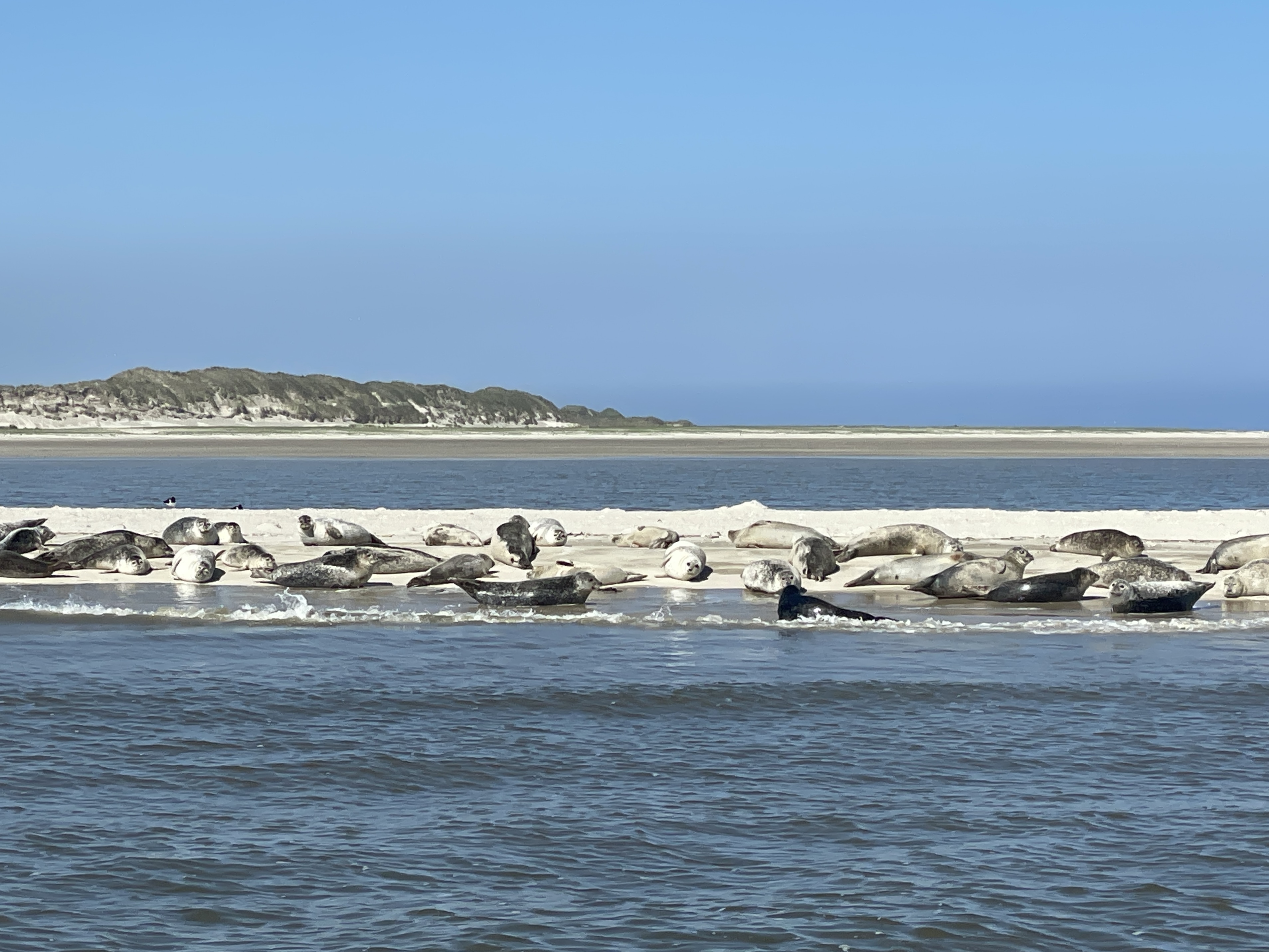 Nationalpark-Kuttertour__Seehundbank_und_Schaufischfang