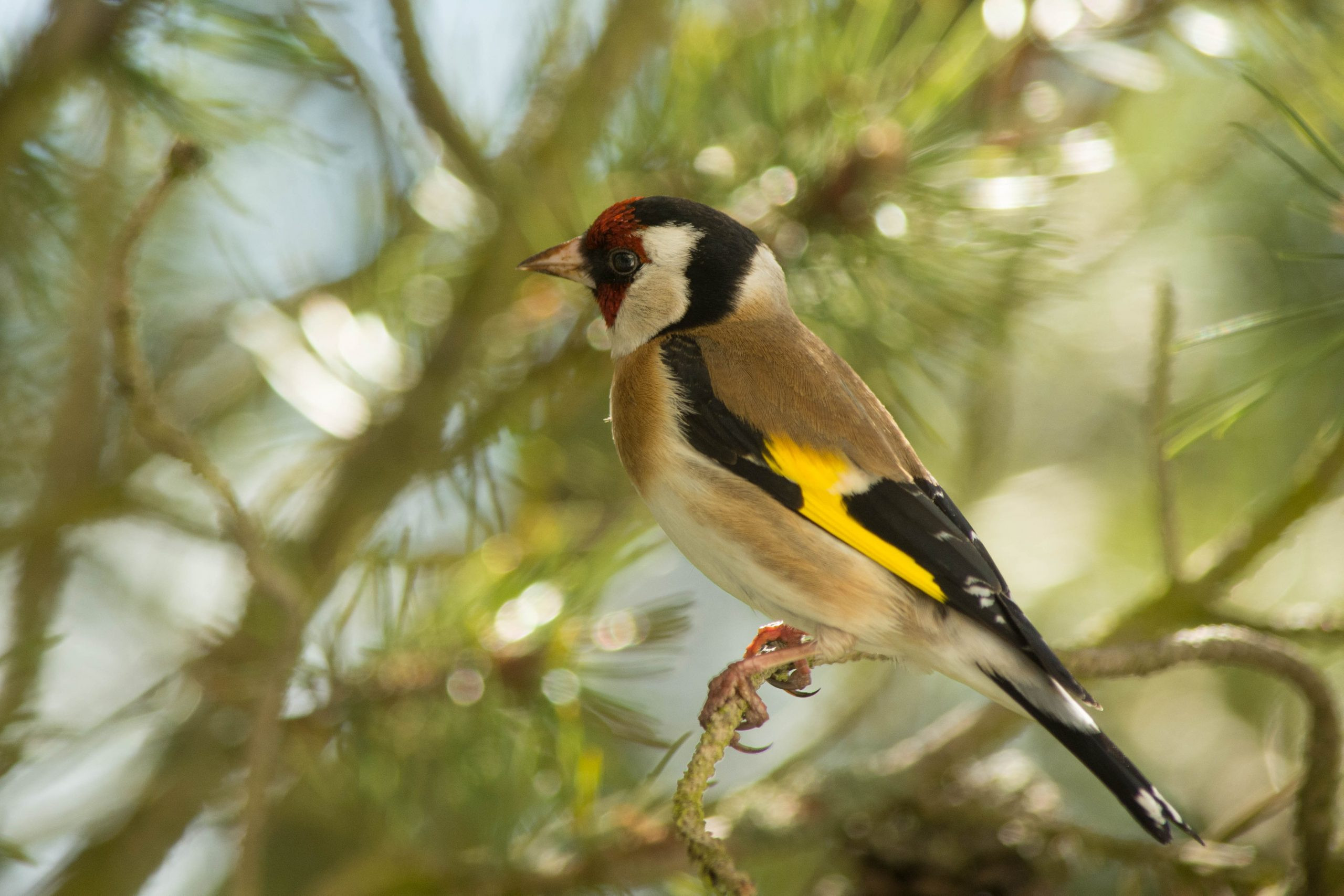 Stieglitz Distelfink