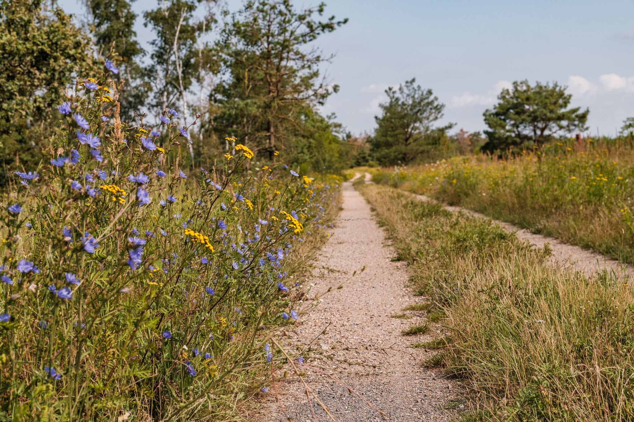 Aussichtsplattform NSG Gohrischheide – Motiv
