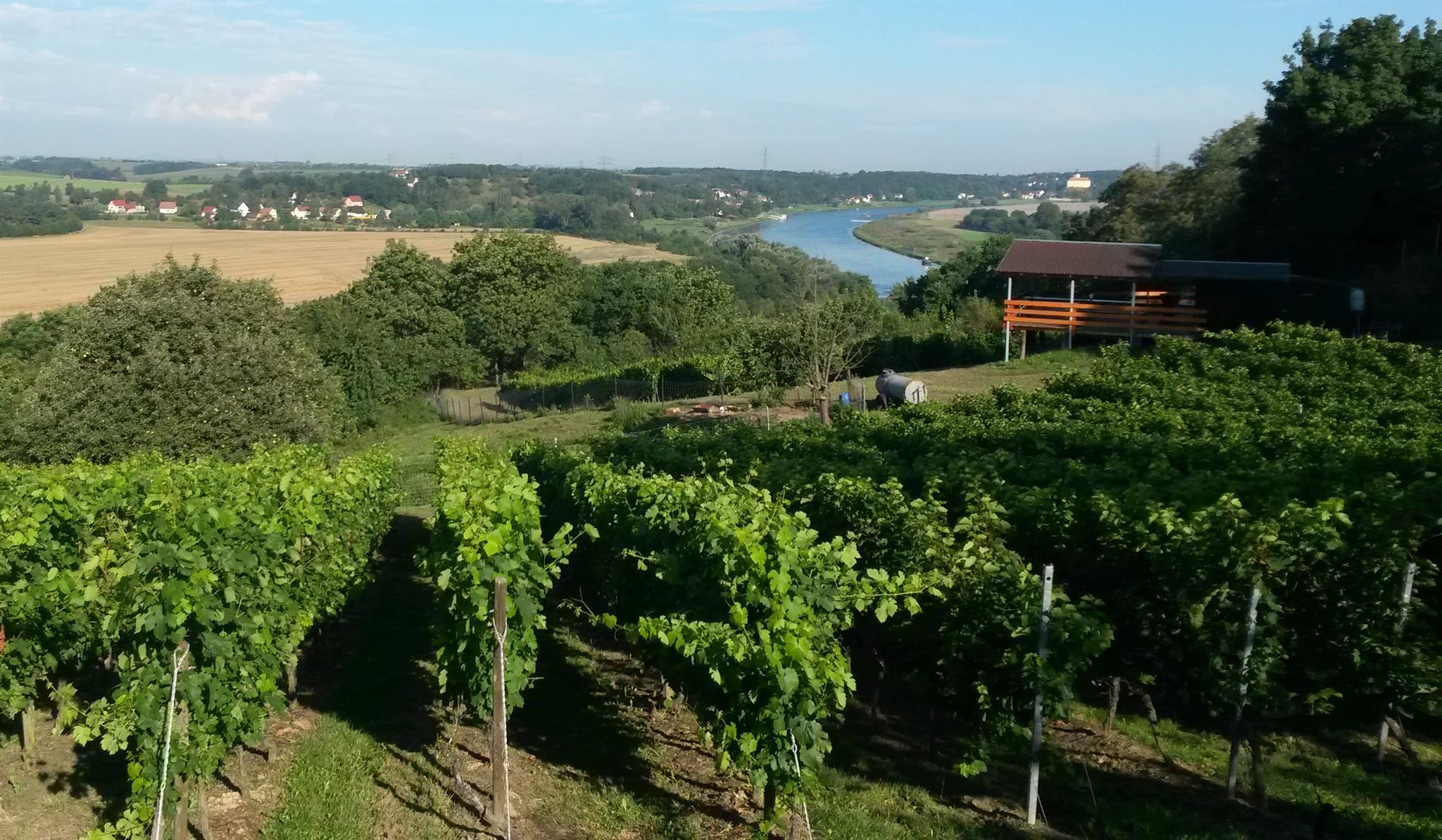Bild #2 Weinberg_bearb
