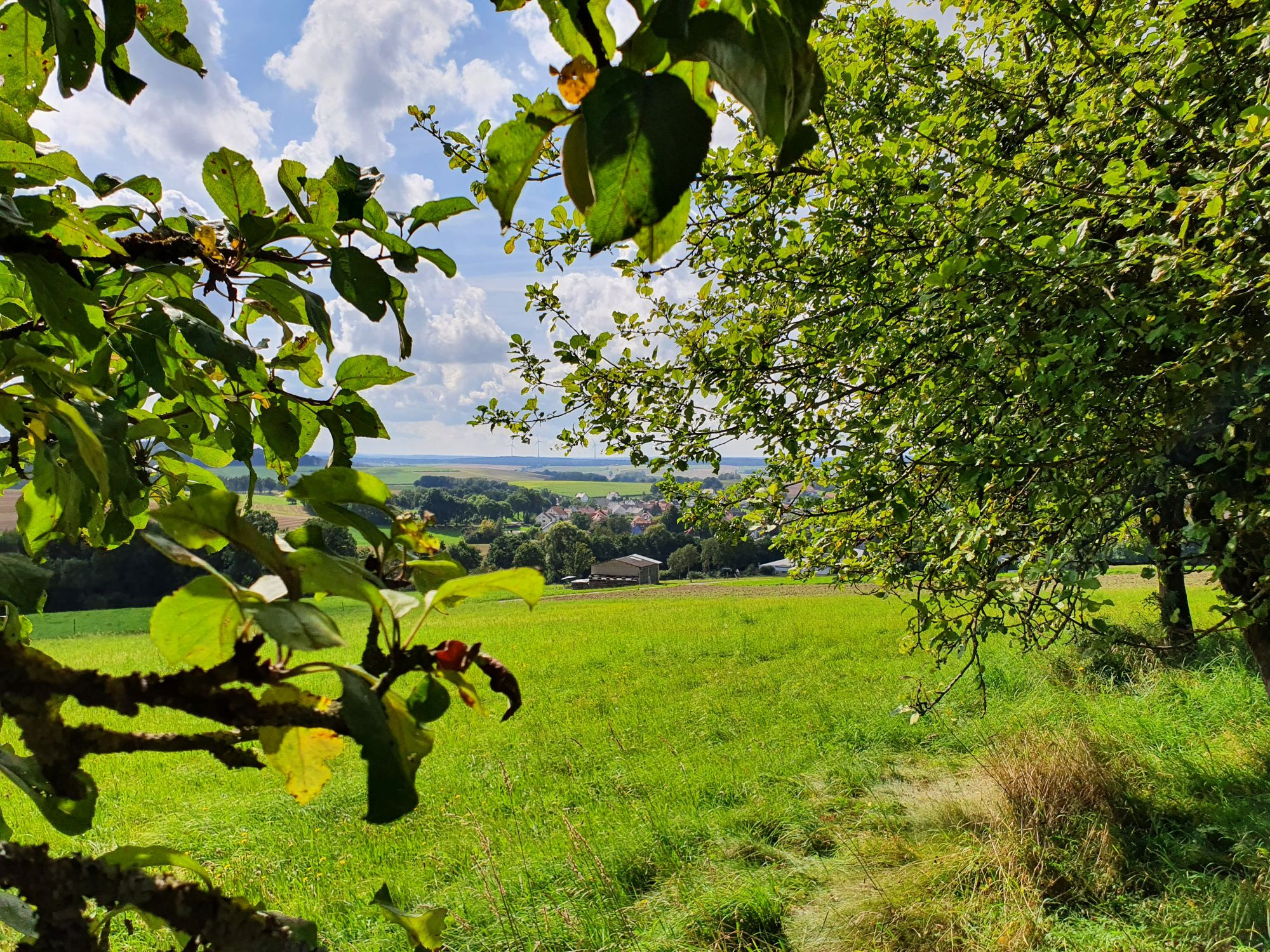 Streuobst am Bächeweg