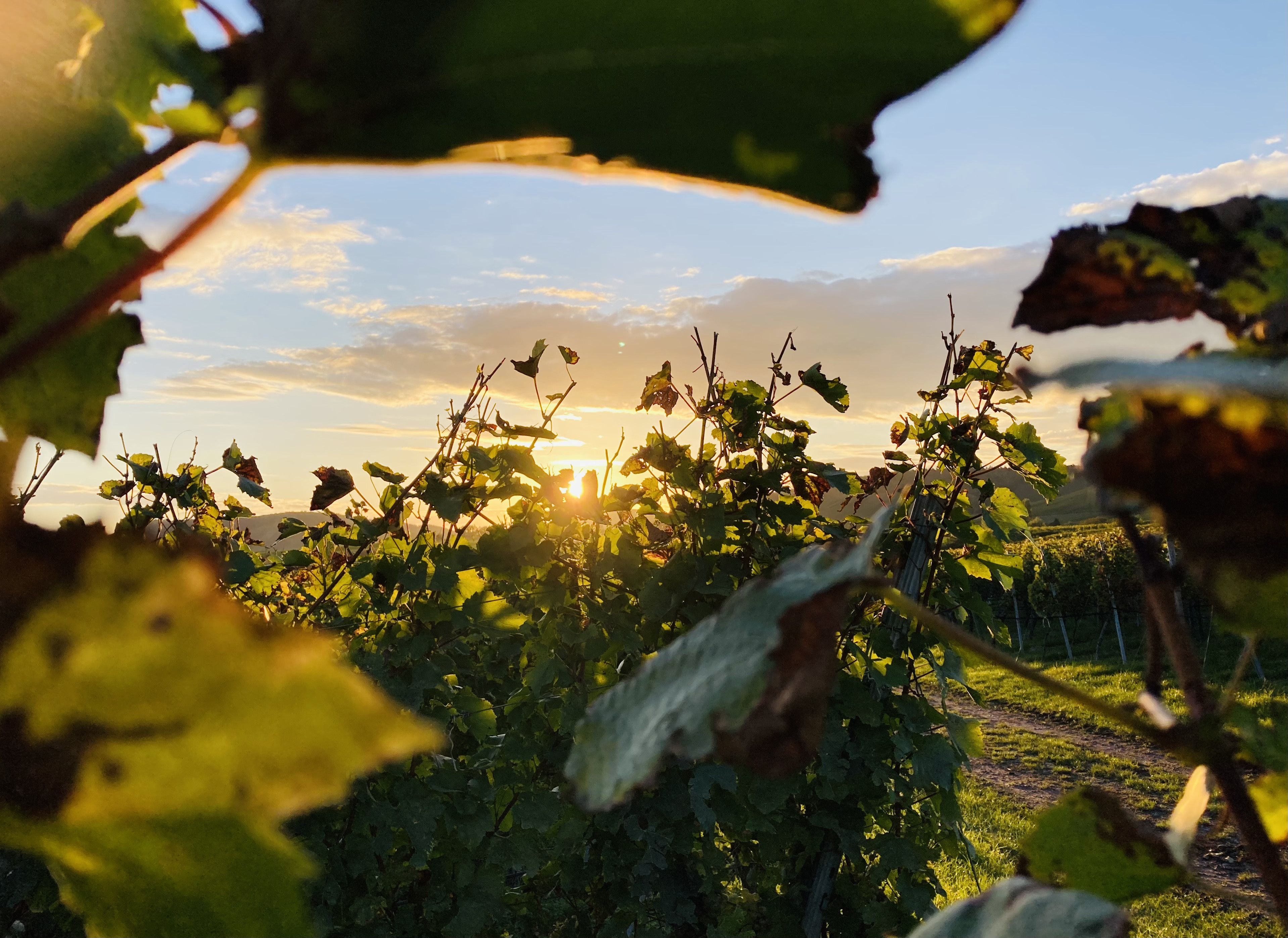 Sonnenuntergang zwischen den Weinreben