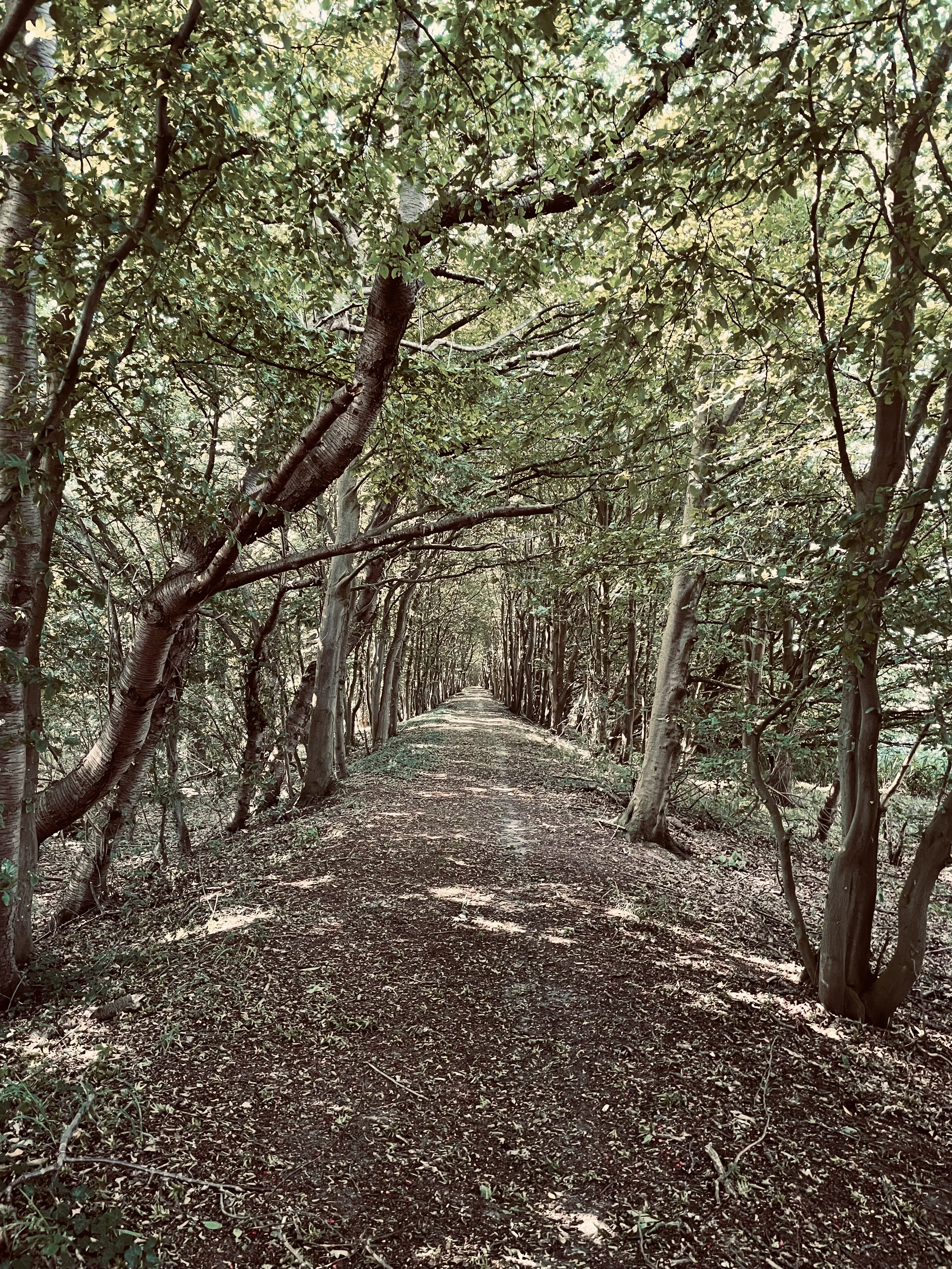 Im Rosengarten (I Rosengarten)