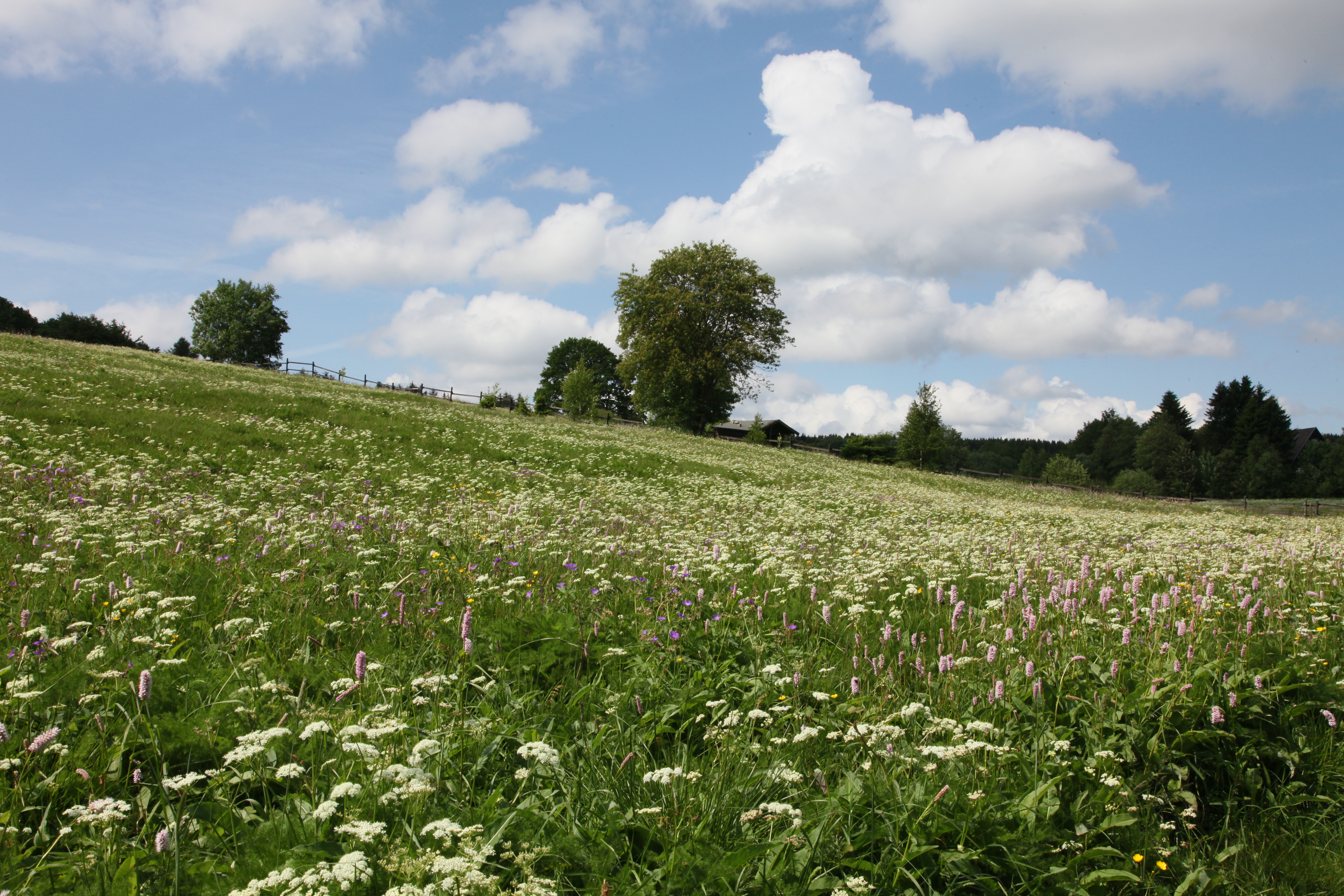 hohegeiß-wiesenblüte2(c)siegfried-richter.JPG