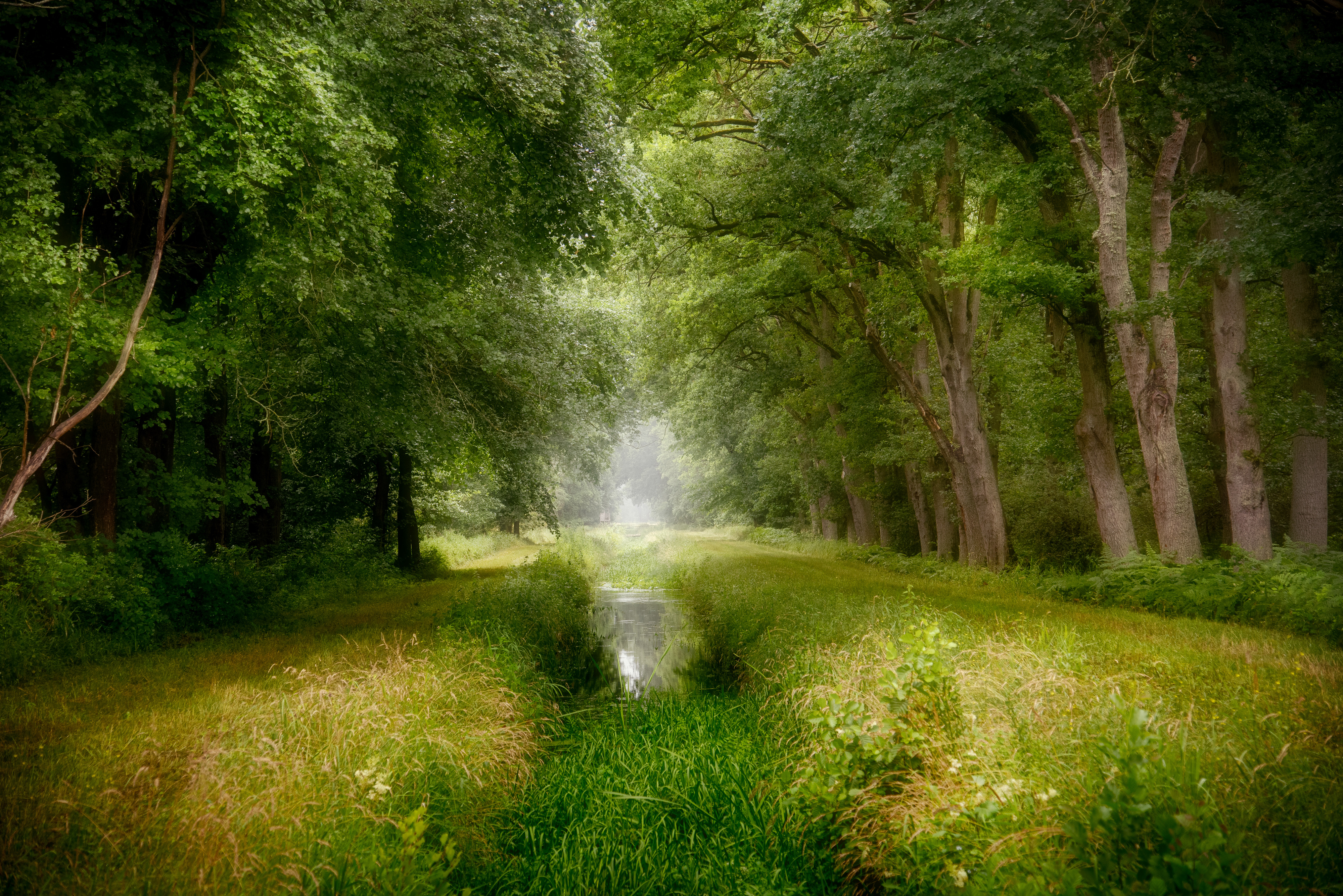 Durch Wald- und Dünenlandschaft (VII Carrenziener Wald)