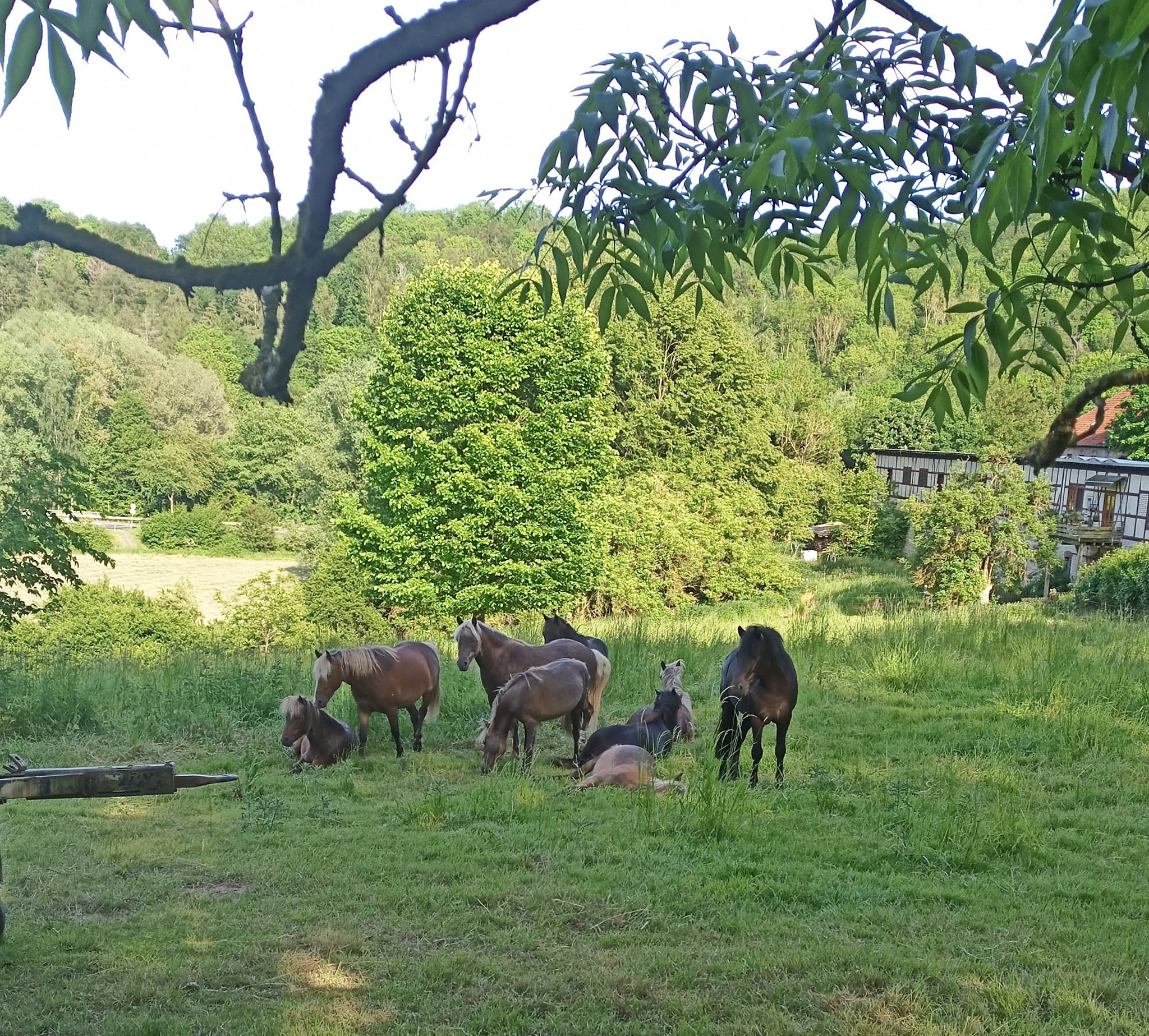 Pony-Gestüt Clus – Classic-Ponys & Reitanlage