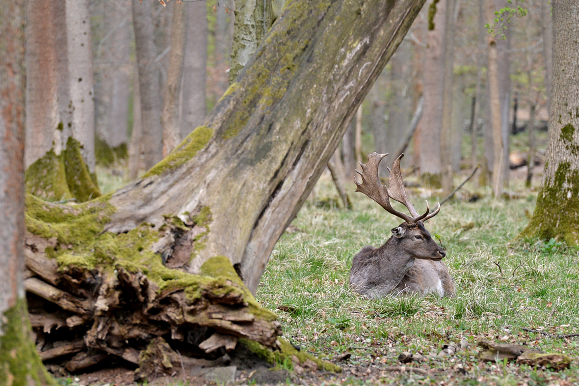 Wildgehege am Kehr