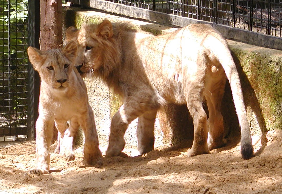 Tierpark Chemnitz – Motiv